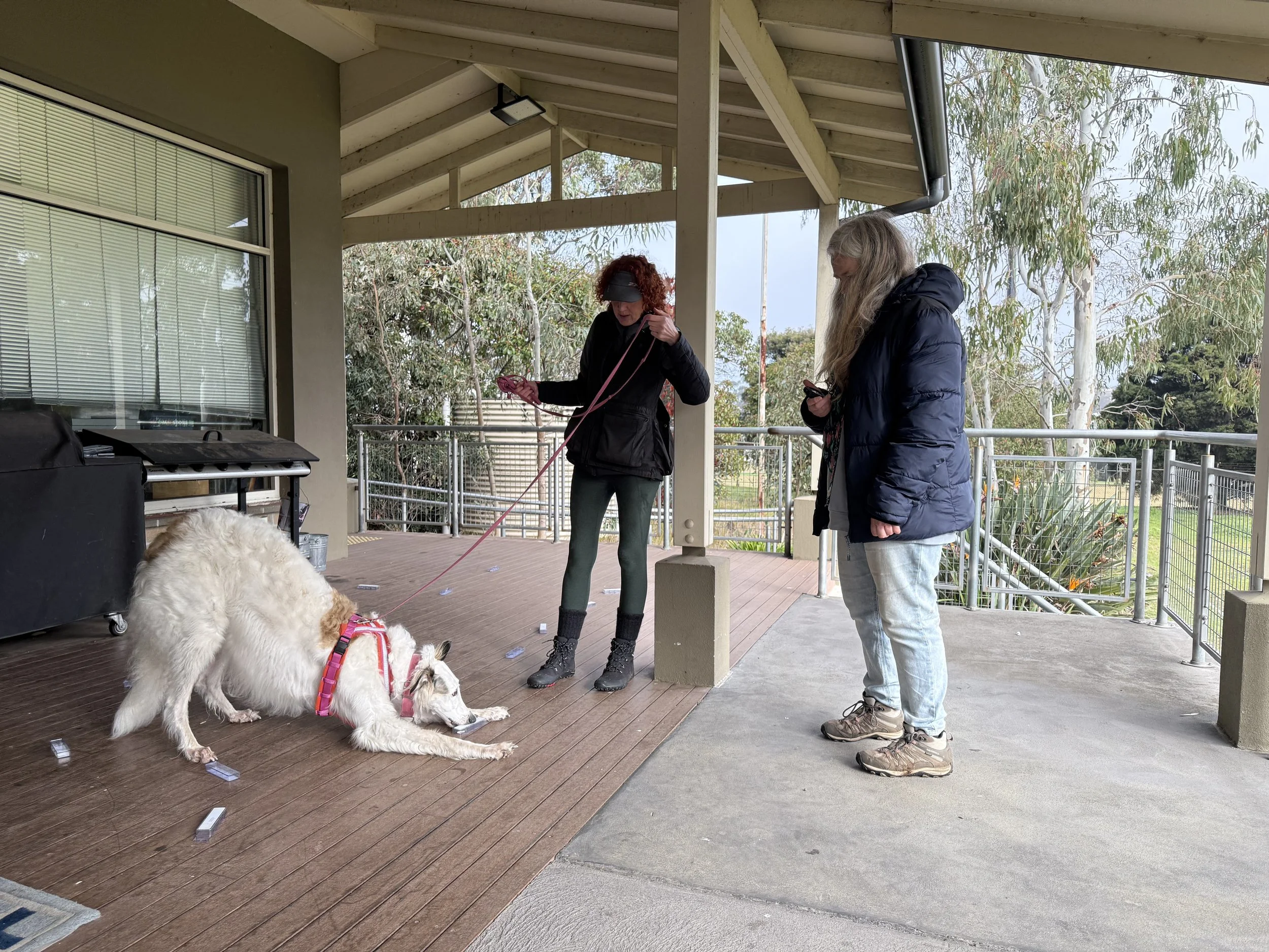 Scentwork Advanced/Trial Class - Sunday