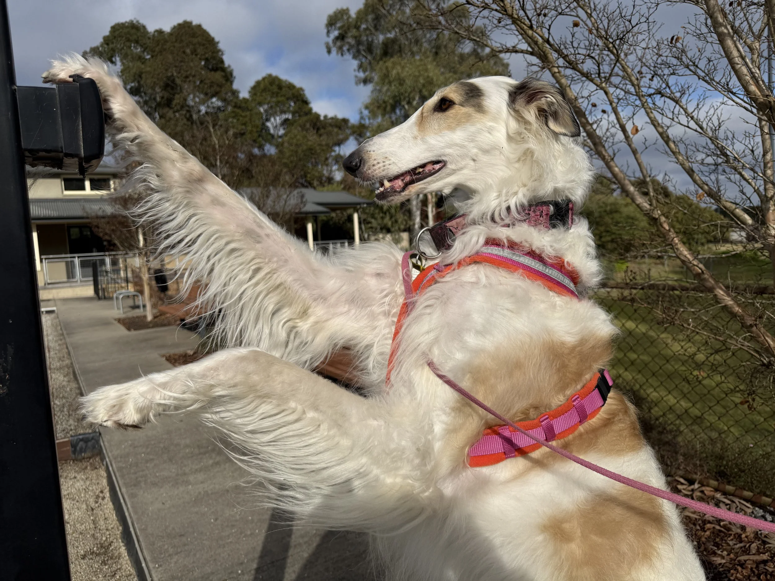 Scentwork Advanced/Trial Class - Saturday+
