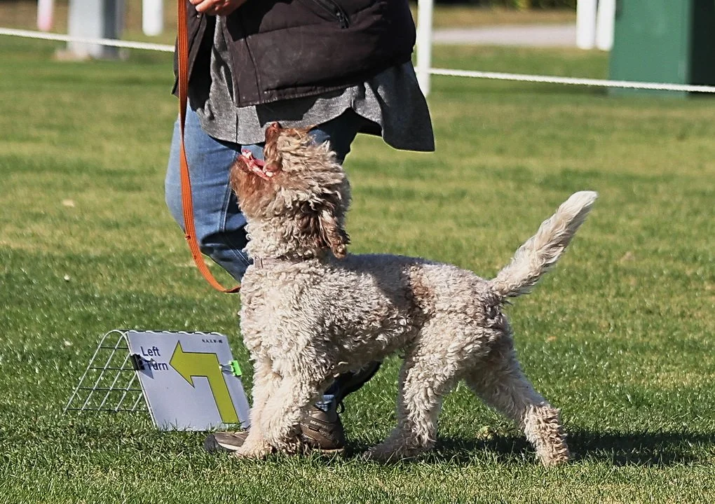 Rally Classes — On Track Dog Training
