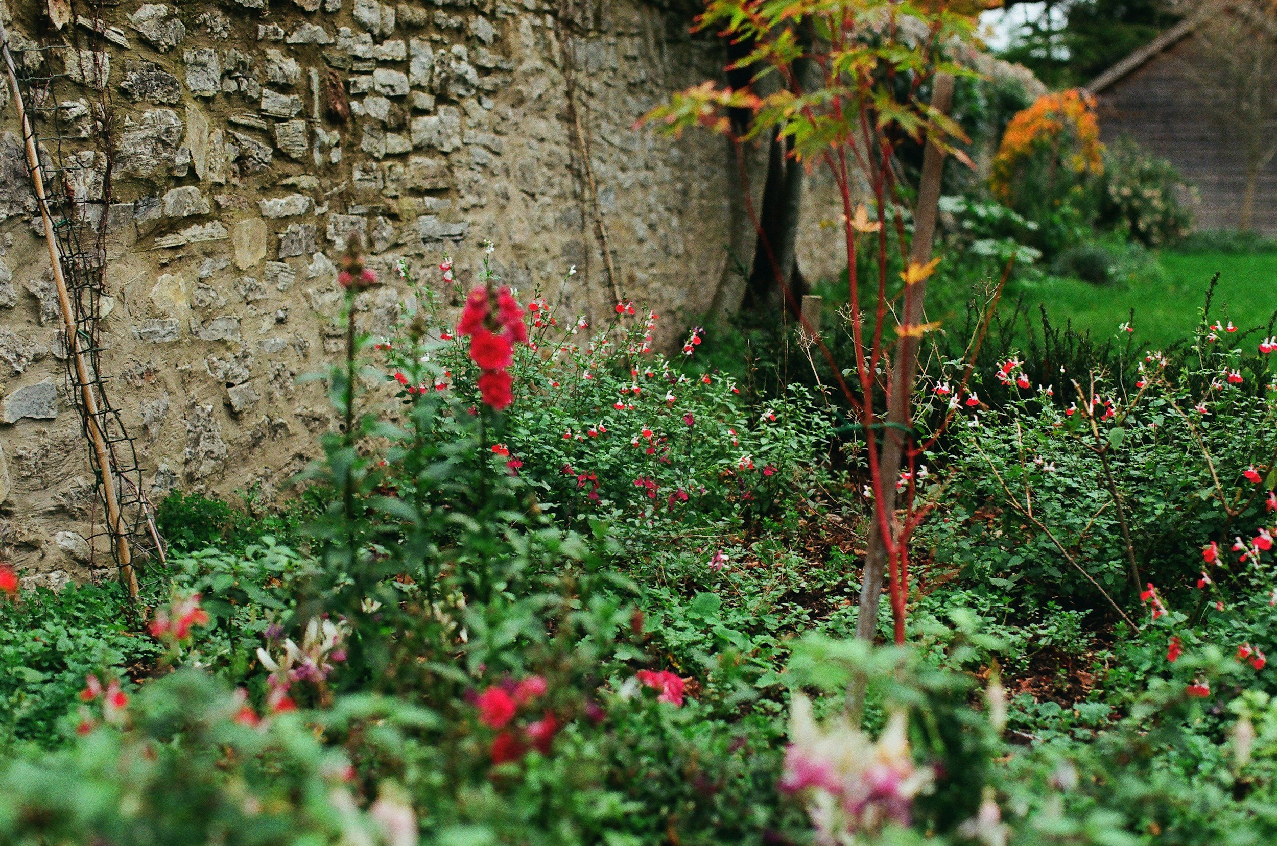 Flowering borders beside an old stone garden wall