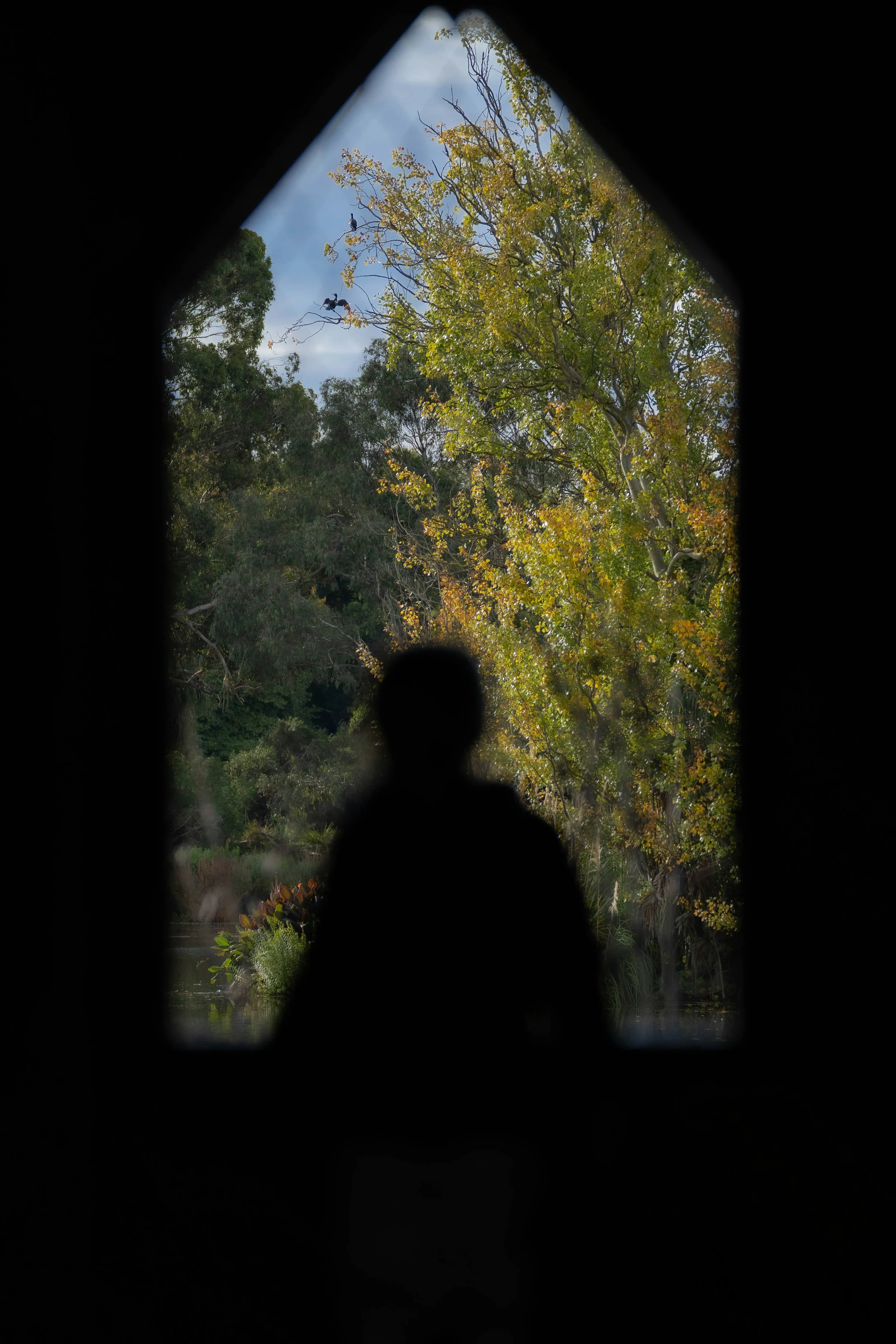 Silhouette of a person sitting by a window, looking out at trees with green and yellow leaves during daytime.