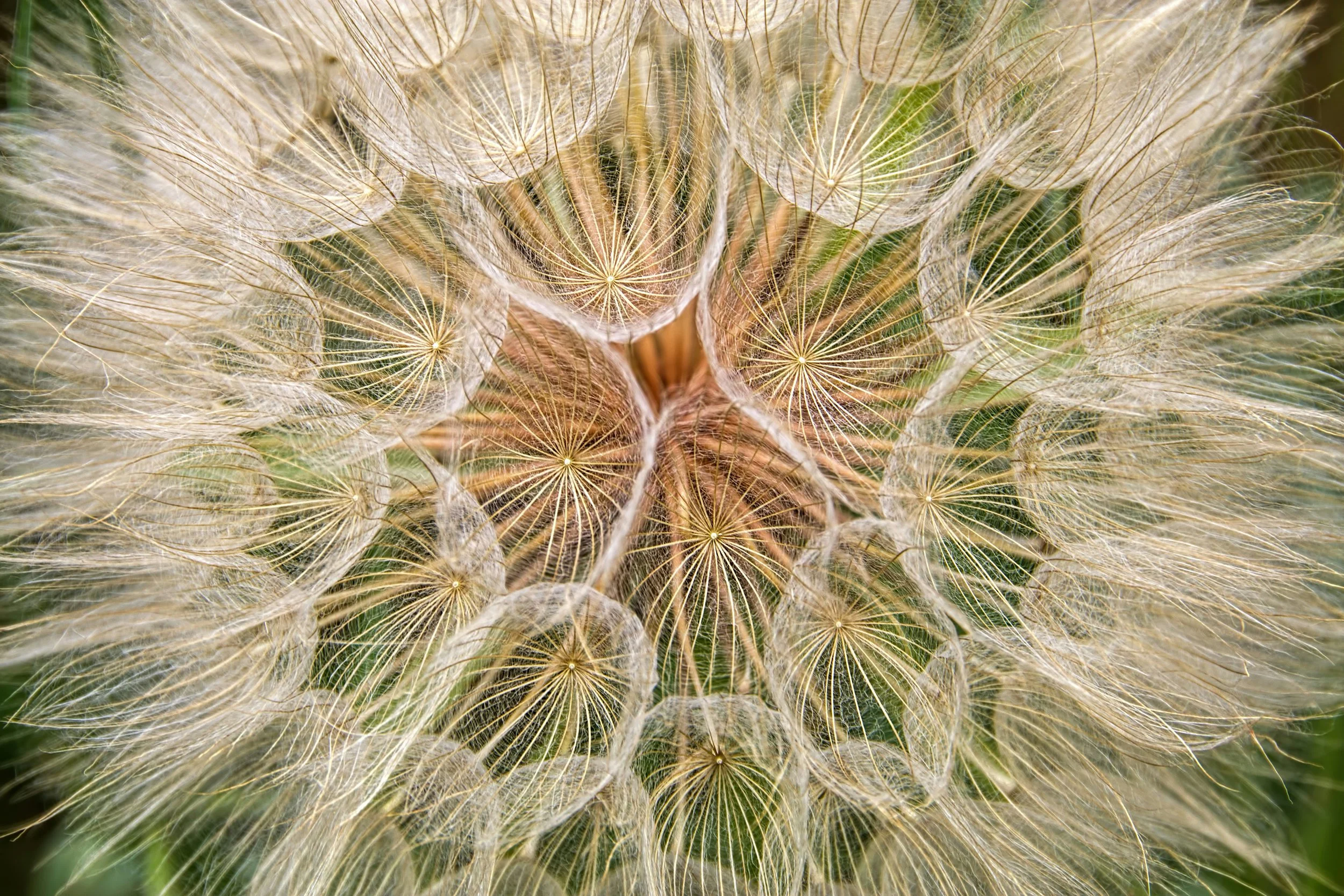 Close-up of a dandelion seed head, showing intricate details of seed parachutes and green background.