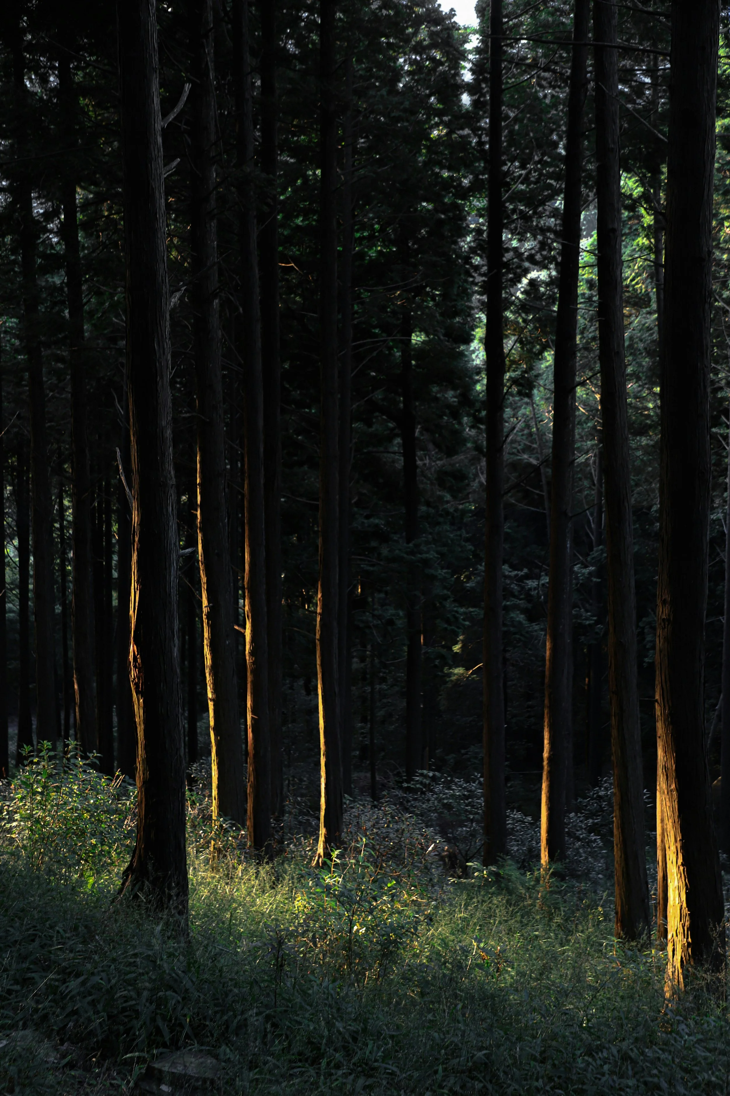 Sunlight filters through tall trees in a forest, illuminating the grassy forest floor.