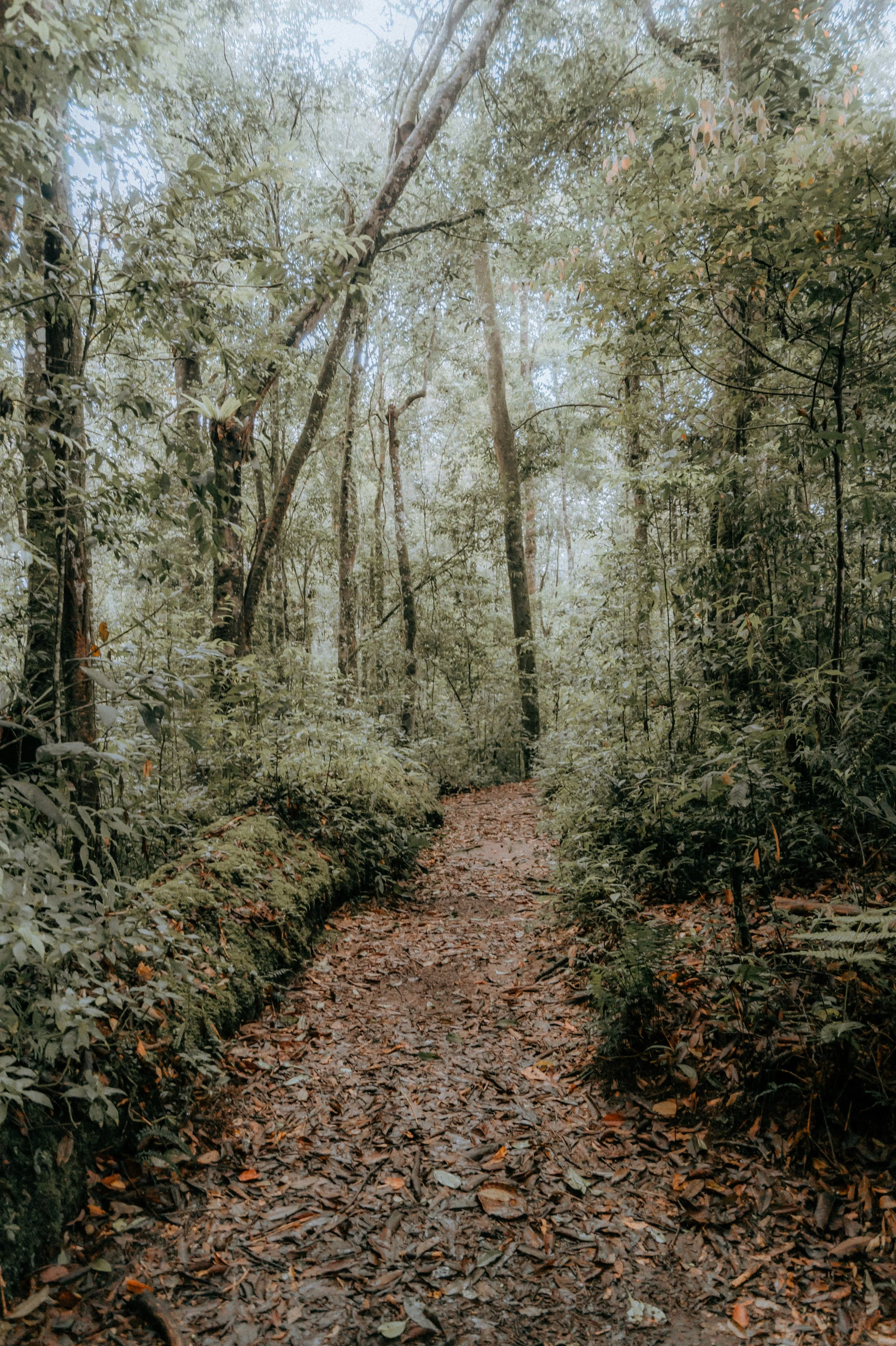 A forest trail covered with fallen leaves, surrounded by dense green foliage and tall trees, with sunlight filtering through the canopy.
