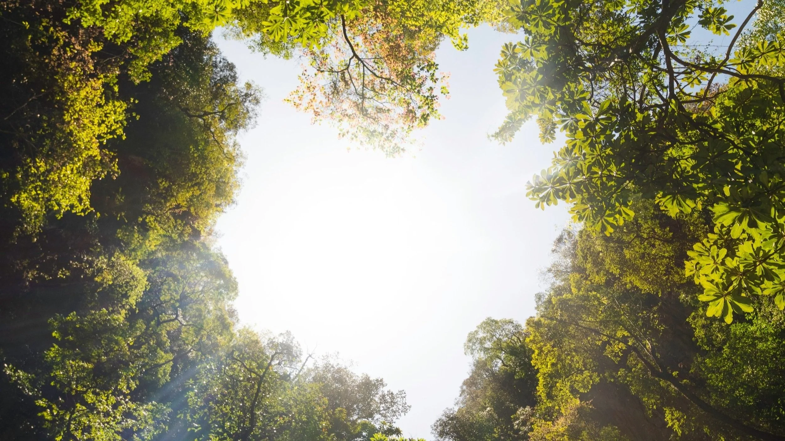 Looking up at a clear sky surrounded by tall trees with green leaves.