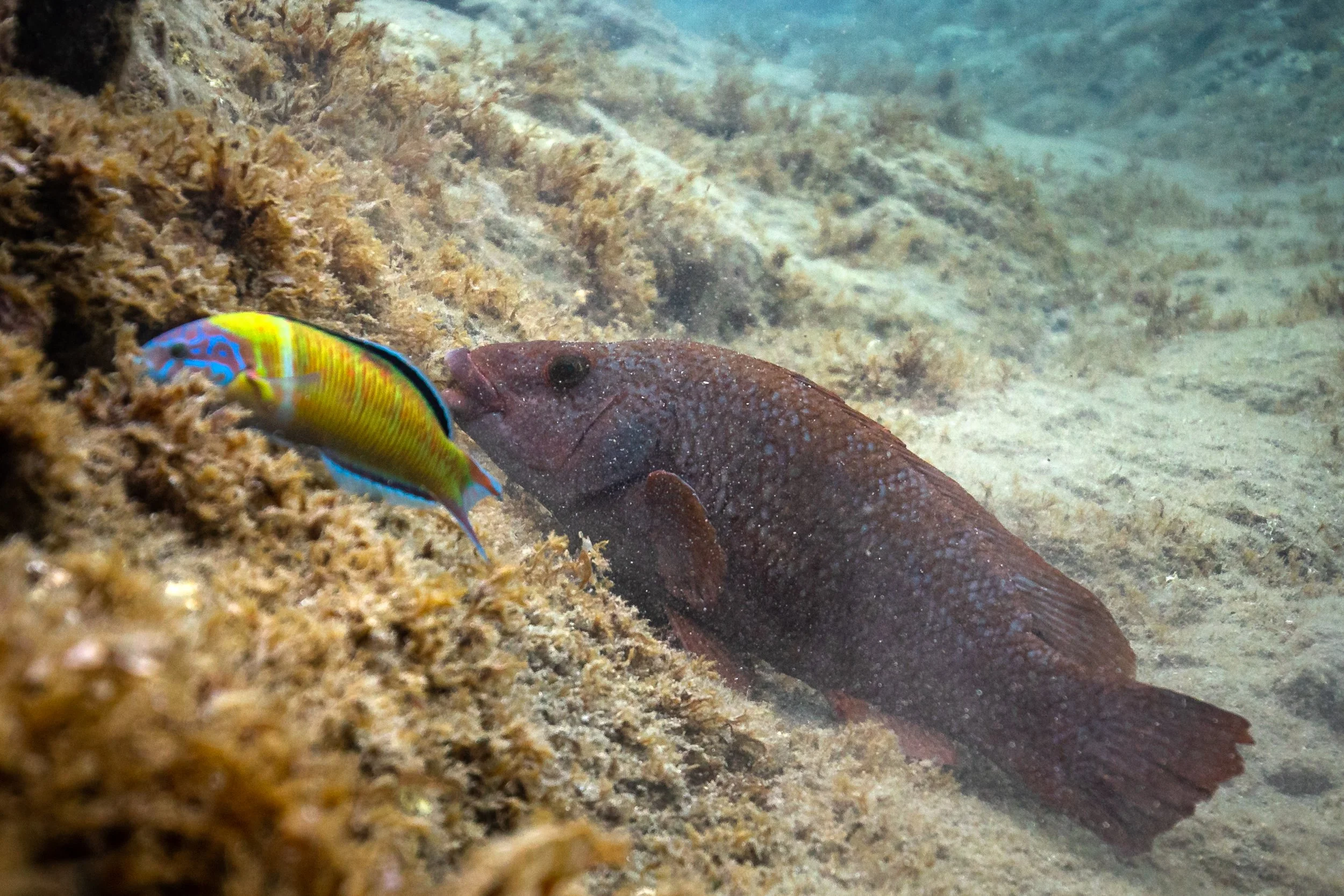 Underwater scene with a colorful fish near a brown lobster on the ocean floor covered with algae and rocks.
