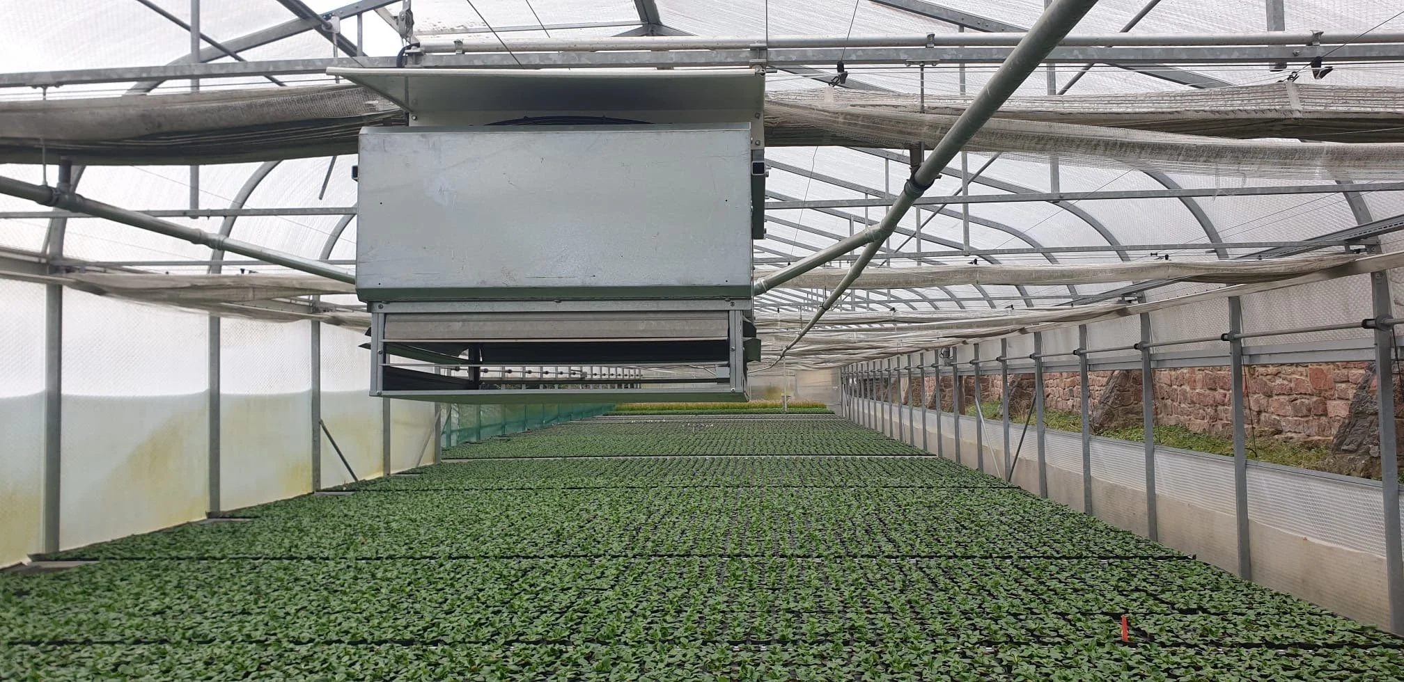 Innenansicht eines Gewächshauses mit vielen kleinen jungen Pflanzen auf Tischen, umgeben von einem Glasdach und Metallrahmen.