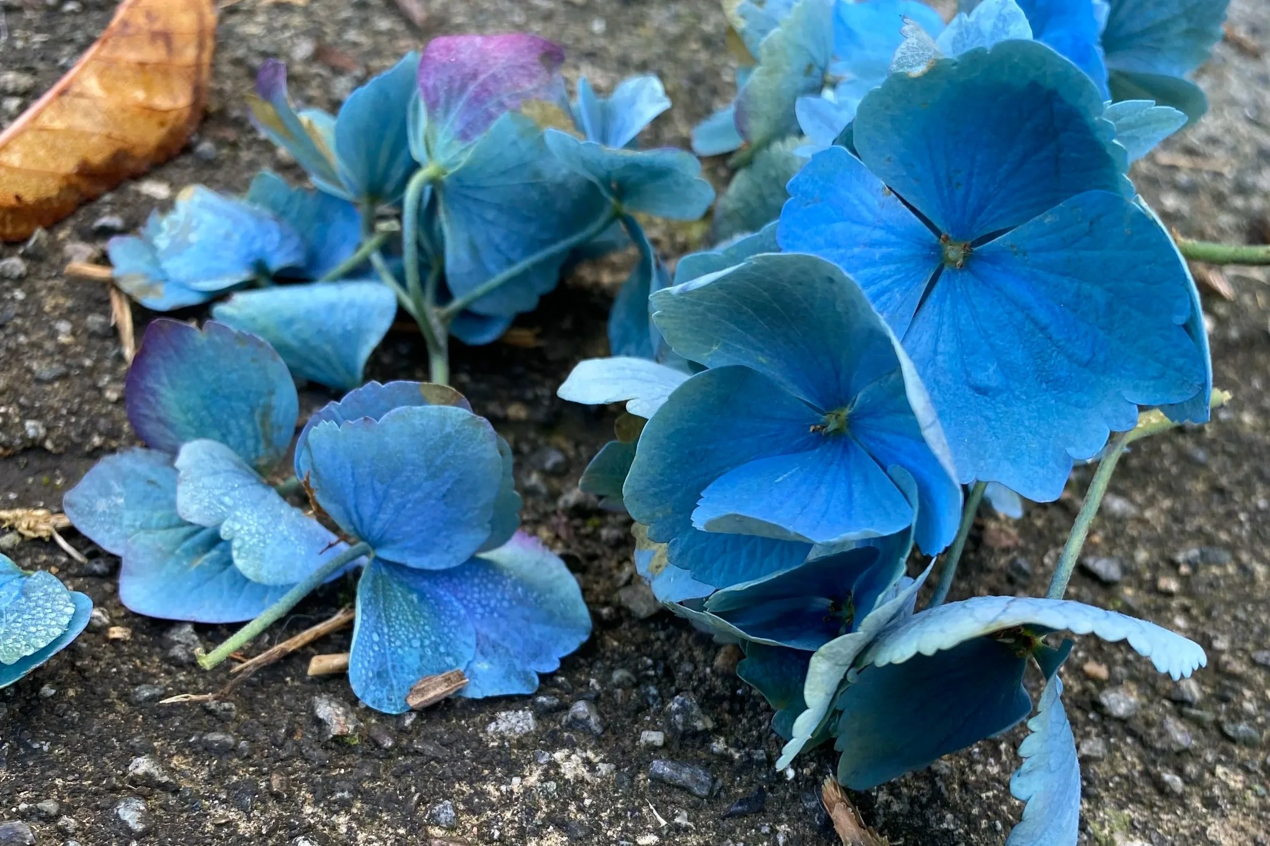 online counselling calgary