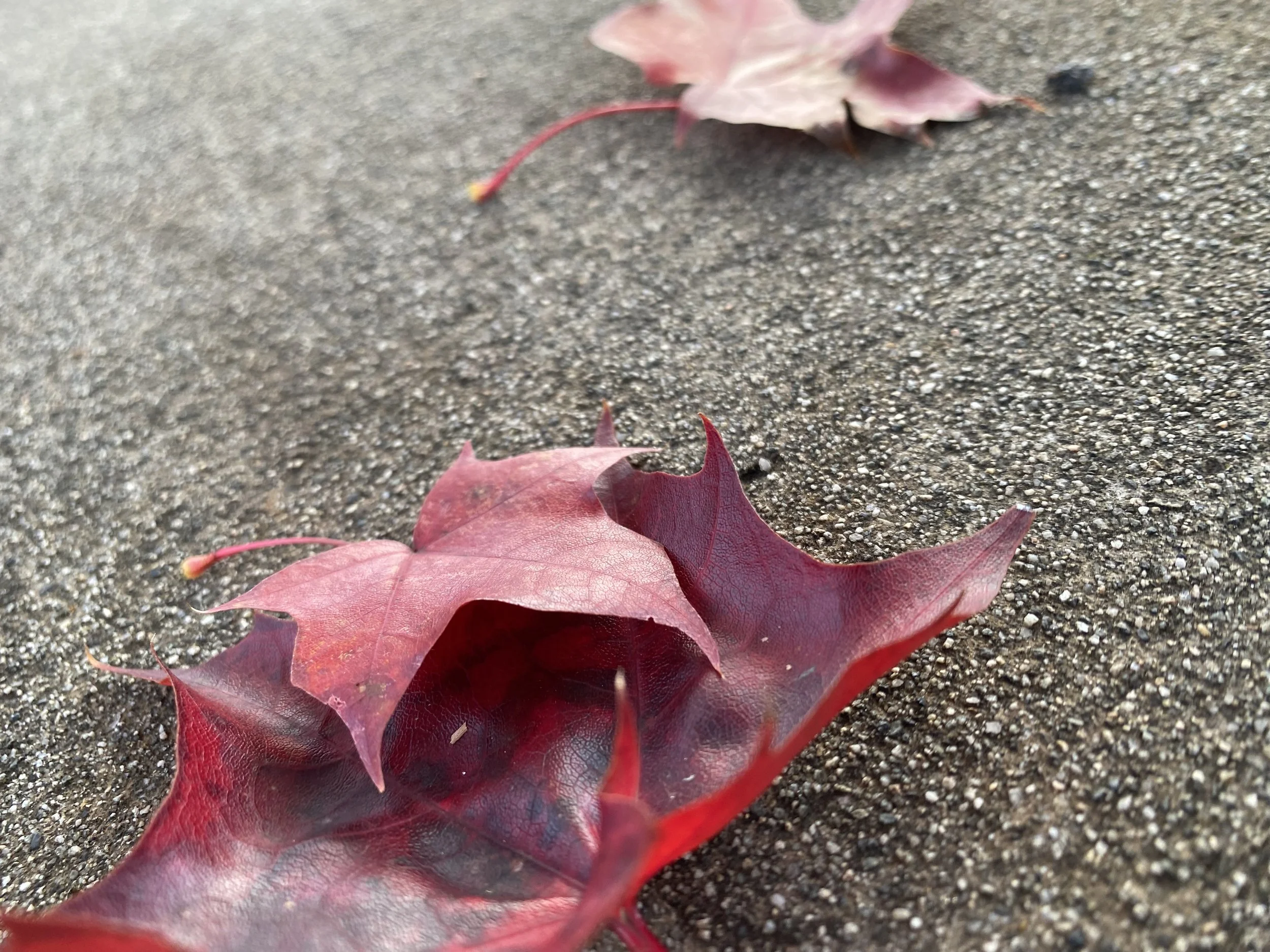 Anxiety Counselling Calgary