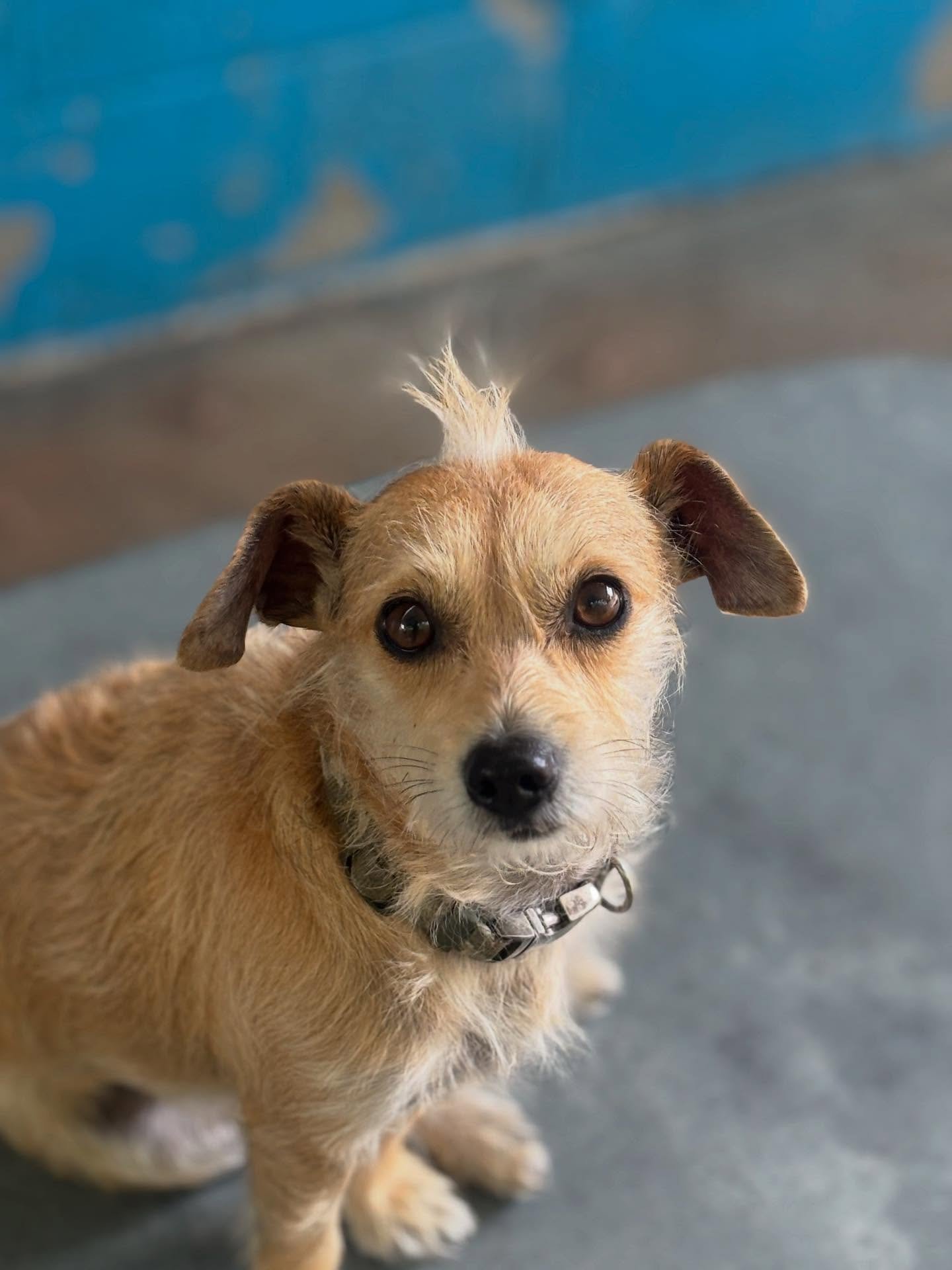 🐾 Dog of the Week: Pearl! 🐾
Say hello to Pearl &mdash; one of the newest members of the BarkMore Park pack! 💕 She fit in right away, made friends easily, and has already found a cuddle buddy in her new BFF, Penny. We&rsquo;re so happy to have this