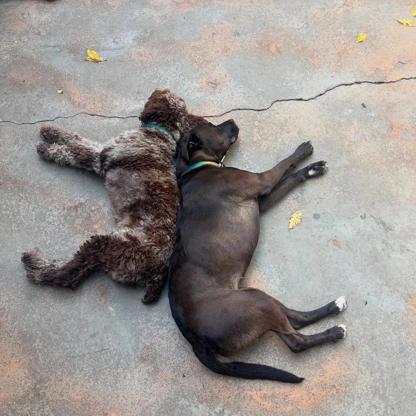 Besties who nap together, stay together 💕🐾 Nothing like a BarkMore snooze with your buddy by your side!

#BarkMorePark #DogBesties #PupCuddles #NapTimeCrew #DoggyDaycareFun #PawsAndRelax #FluffyFriends #FurBabiesOfInstagram #PlayHardNapHard #PuppyL
