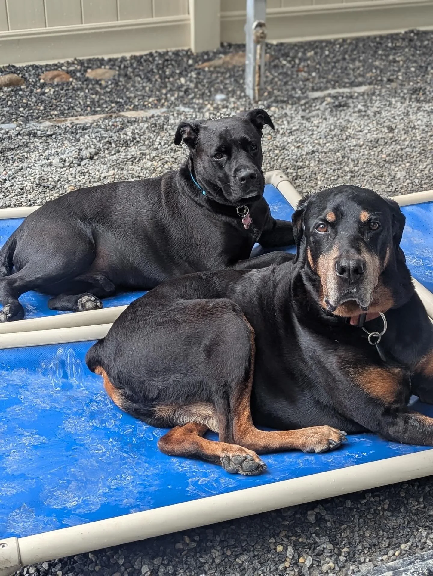From January to September, one thing stays the same&hellip; Saturday snoozes 🐶🛏️ Weekend naps never go out of style! #BarkMorePark #SaturdaySnoozes #CozyPups