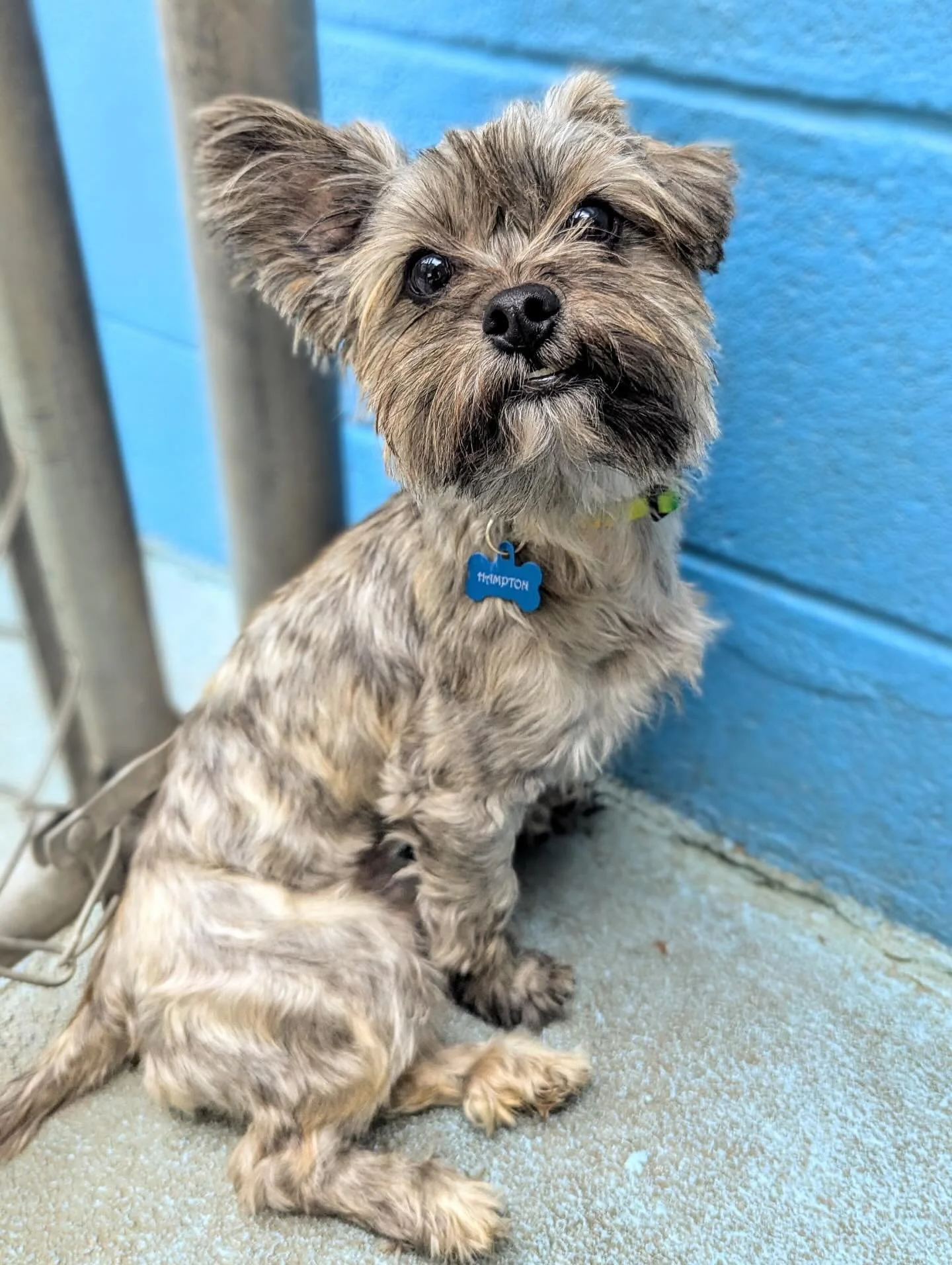 🌟🐾 Dog of the Week 🐾🌟
Say hello to Luffy (pronounced Loofy)! 💙 This sweet little guy has a feisty side that keeps things fun. He absolutely LOVES being held, but when he finds the right play partner, he&rsquo;ll romp and play for hours! 🐶✨

#Do