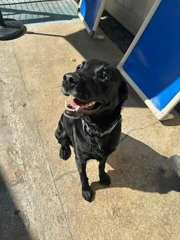 🎉 Hey hey our Dog of the Week is Elvis! 🎉
He has been a BMP regular for a long time and he always brings the energy. Elvis is super playful and super vocal. This boy loves to talk ALL the time 😂🐾 We love having our chatty king around 👑💬

#DogOf