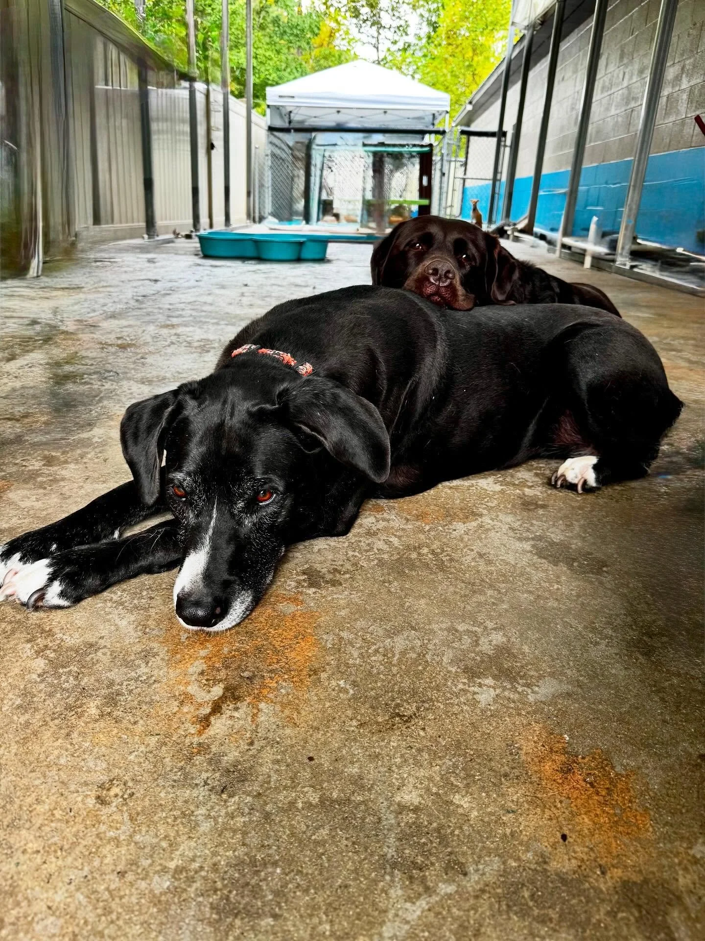 Best friends make the best pillows 💕🐾 Nothing like a little comfort from your buddy after a long day of play.

#BarkMorePark #DoggyDaycare #BestBuds #PupLove #DogsofInstagram #FurryFriends #PupCuddles #DogLife #PlayHardNapHard #DogDaycareFun
