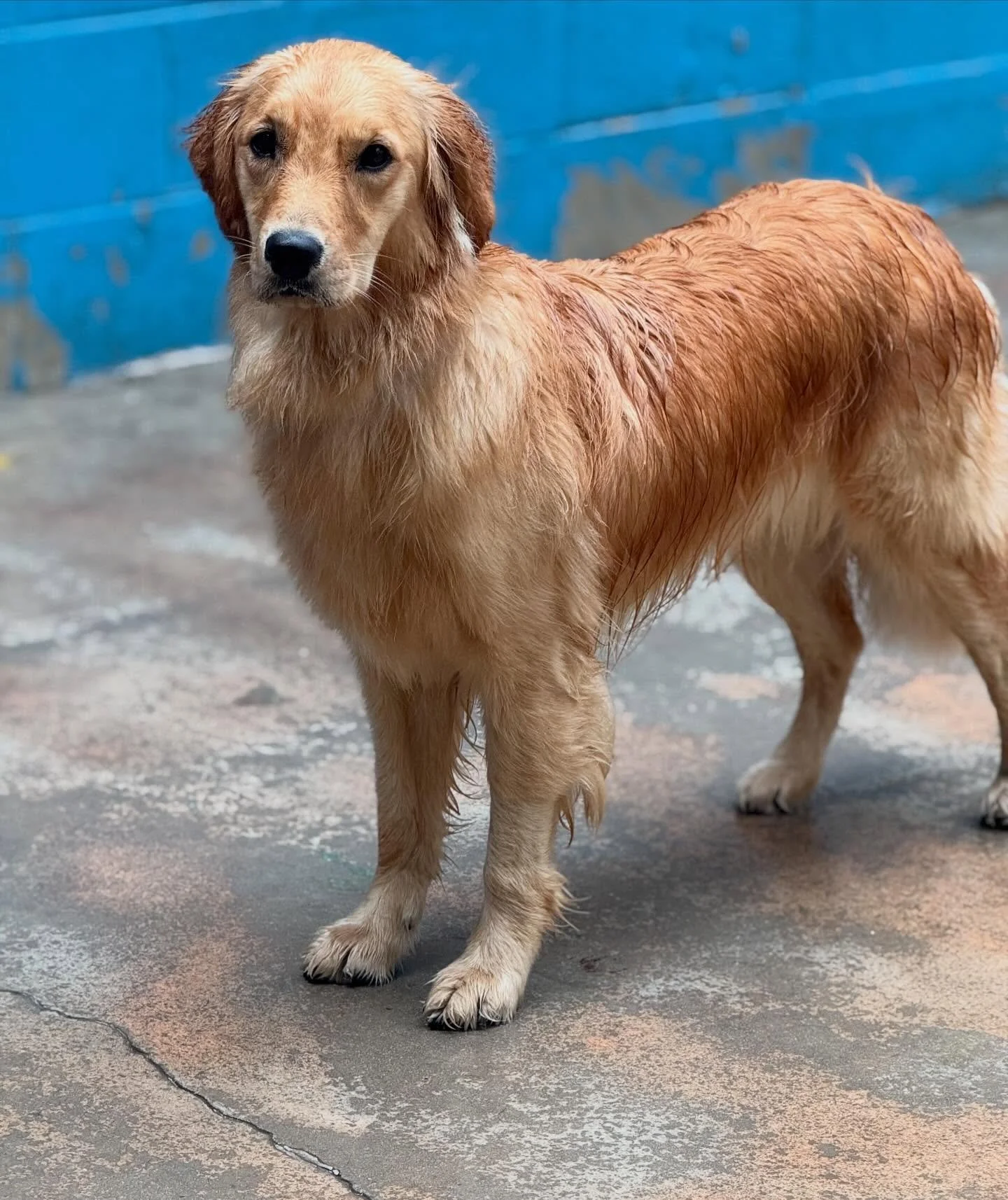 🌸 Say hello to our Dog of the Week, Tulip! 🌸 This sweet golden girl has the happiest heart and never misses a chance to make new friends. Whether she&rsquo;s splashing in the water or soaking up all the love from people, Tulip is always bringing su