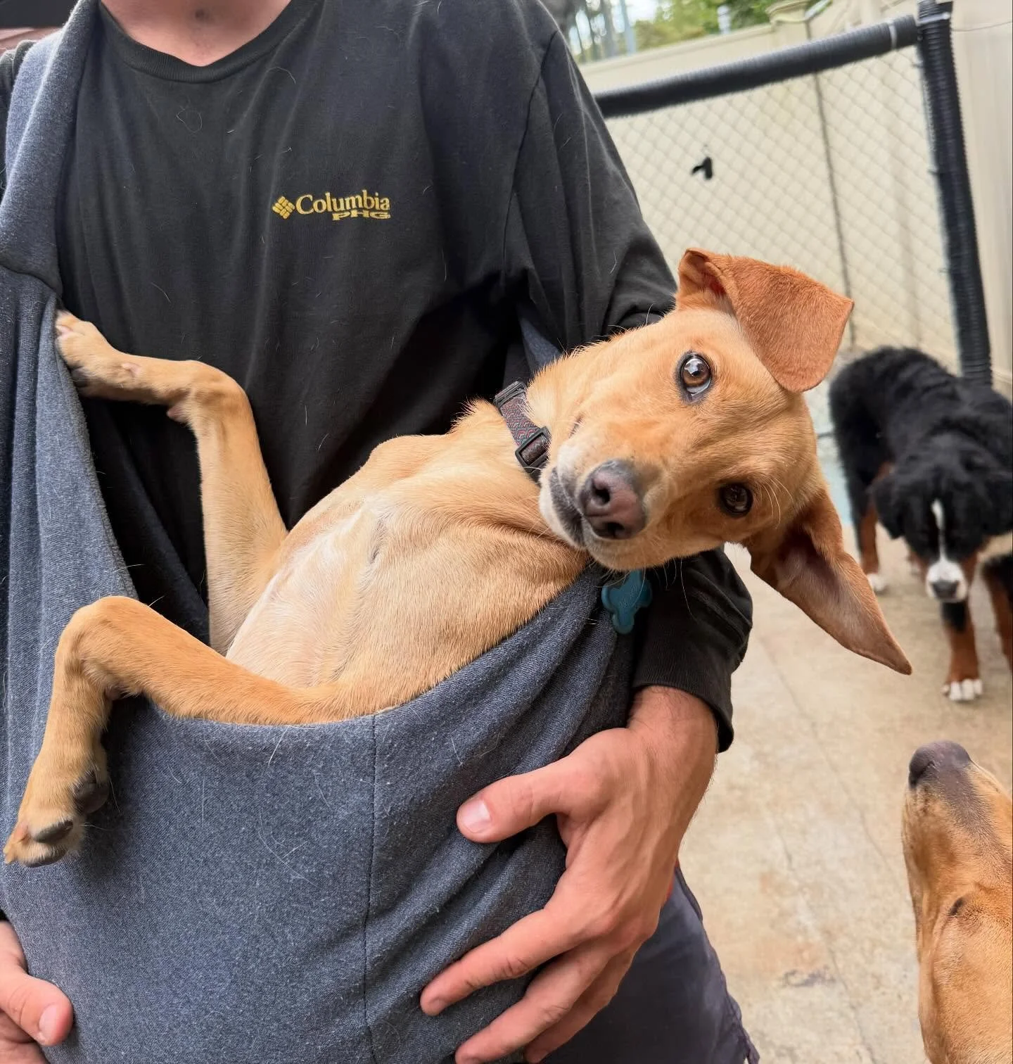 Portable pups are all the rage this season 🐶👜 Who needs a purse when you&rsquo;ve got a cuddle pouch? 😂 

#BarkMorePark #DoggyDaycare #PocketPups #SmallDogSquad #PuppyLove #DogsofInstagram #DogLife #TooCute