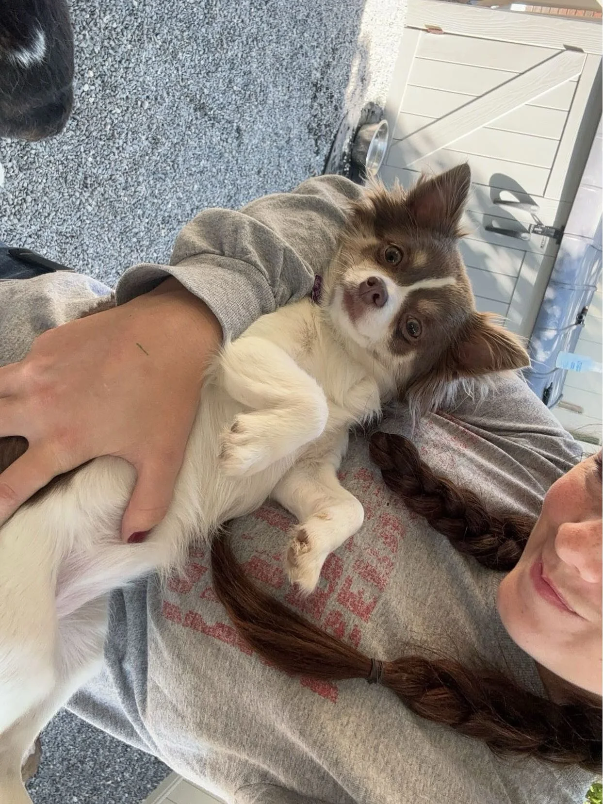 🐾 Dog of the Week: Miss Rose! 🌹

Say hello to Miss Rose! She&rsquo;s the sweetest little cuddle bug who loves to be held and soak up all the love she can get. Everyone at BarkMore Park can&rsquo;t get enough of her gentle personality and adorable s