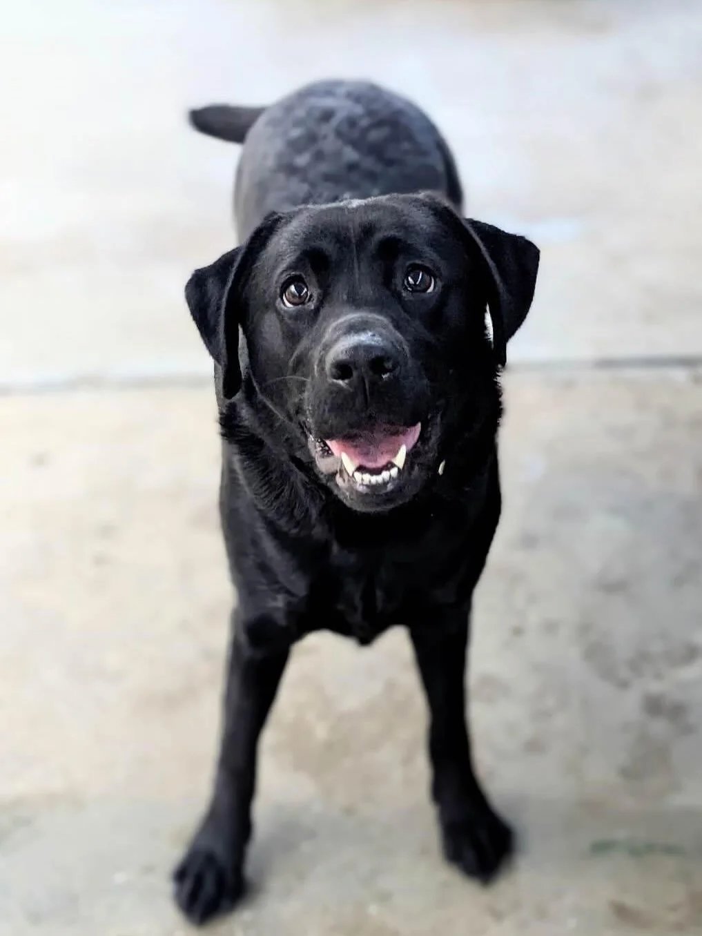 Daycare cuties enjoying their time at BMP! 🐶💕 #BarkMorePark #DoggyDaycareFun #PuppyPlaytime #BMPpups