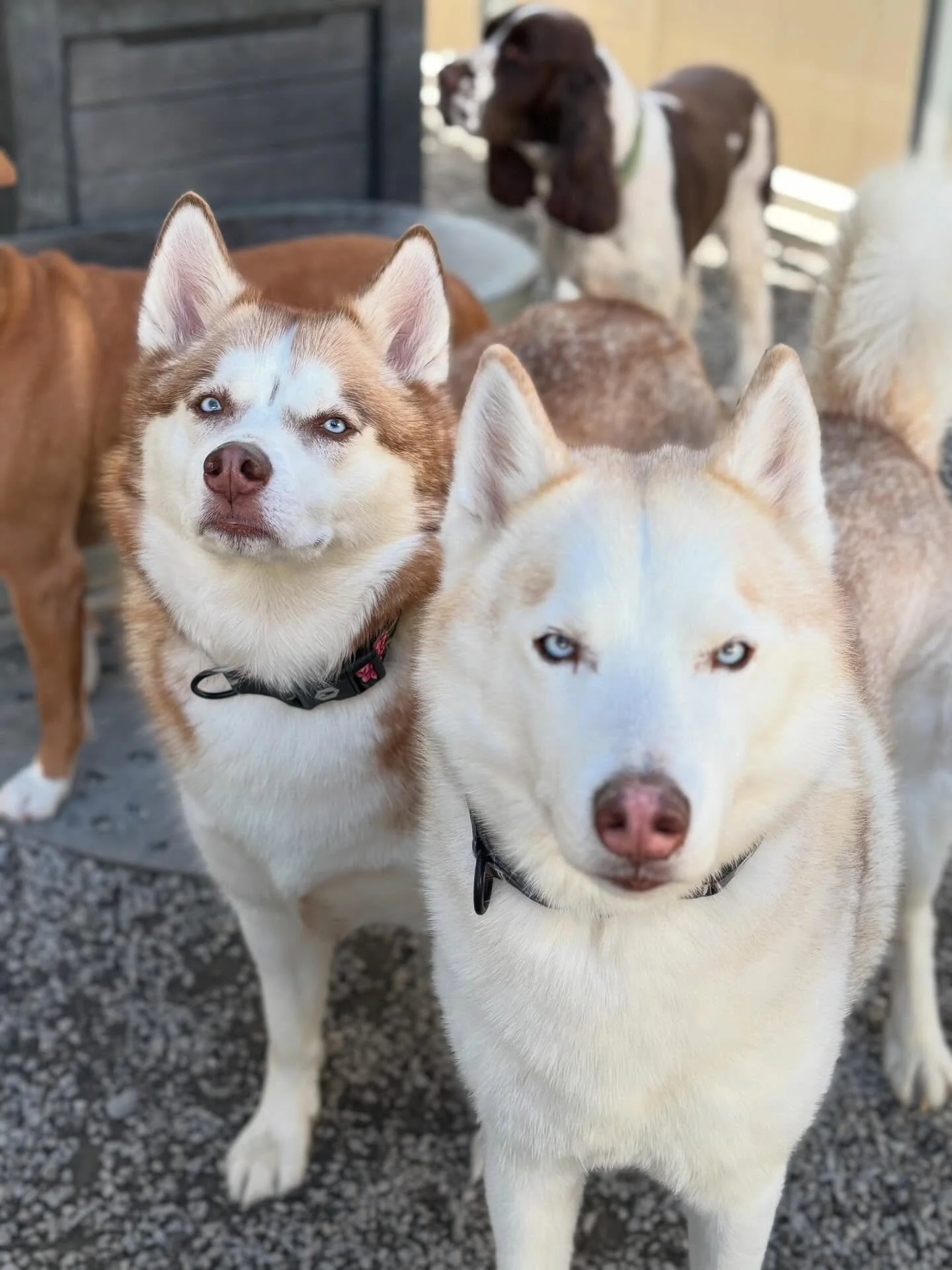 🐾 Dogs of the Week: Titan &amp; Treya! 🐾
These sweet siblings are as close as can be, attached at the hip and always ready to chat! 🐶💕 Titan and Treya are talkative, cuddly, and full of love. Treya is the one with the darker brown around her face