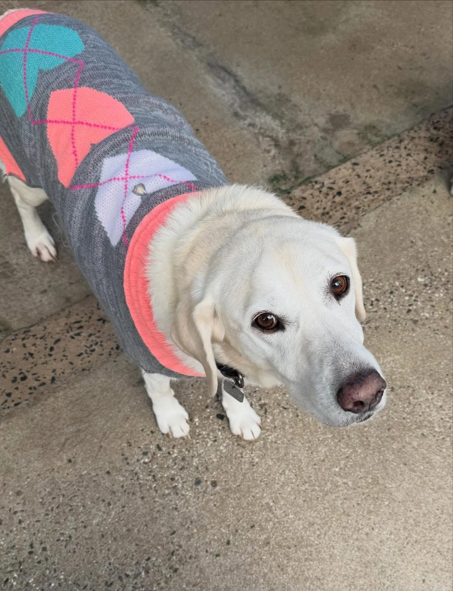 Nothing cuter than pups in sweaters 😍 Fall vibes are in full swing at daycare today! 🍁 #BarkMorePark #SweaterWeather #DogsofInstagram #CozySeason