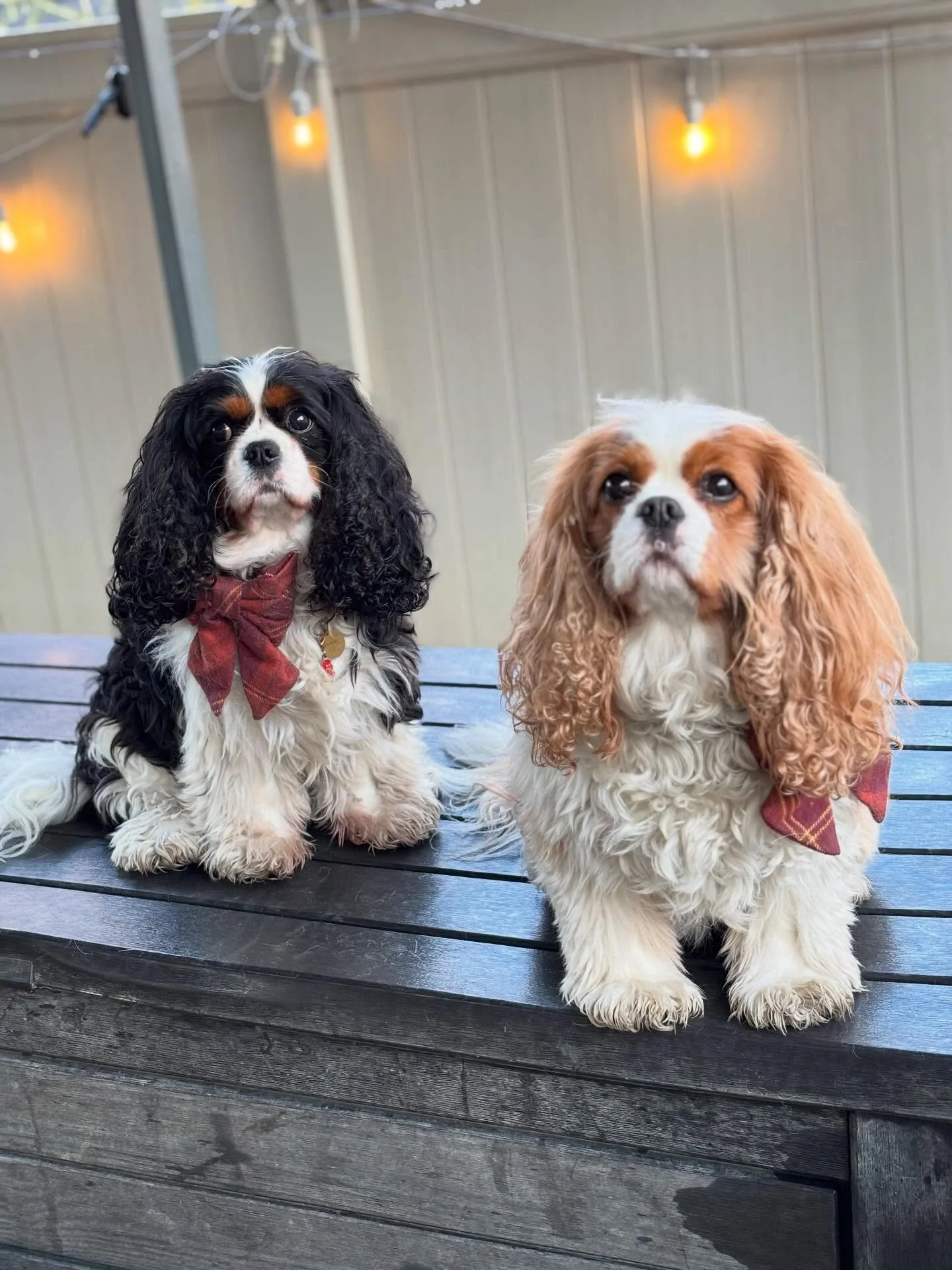 Dog of the Week goes to Grace and Rita! 💕 These two beautiful, majestic girls are totally attached at the hip and full of love. Named after classic movie stars, they&rsquo;ve got all the charm, grace, and cuddles to match 🎬🐶 

#BarkMorePark #DogOf