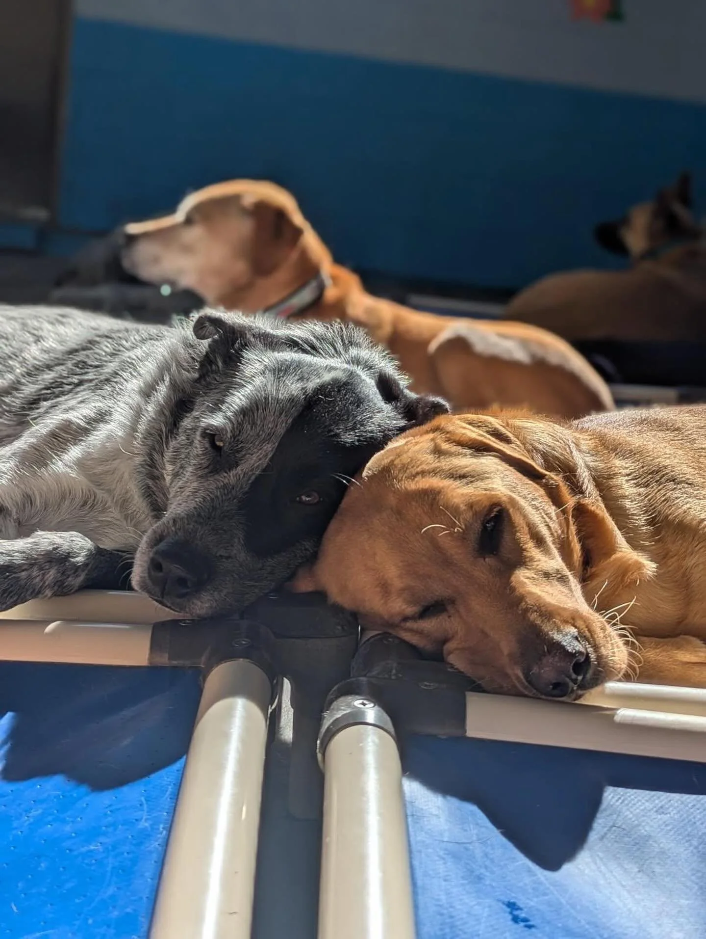 Sunshine snuggles at BMP These two have their nap game perfected

#BarkMorePark #DaycareDogs #PupSnuggles #DoggyDaycare #HappyPups #Besties #AshevilleDogs #BMPFamily