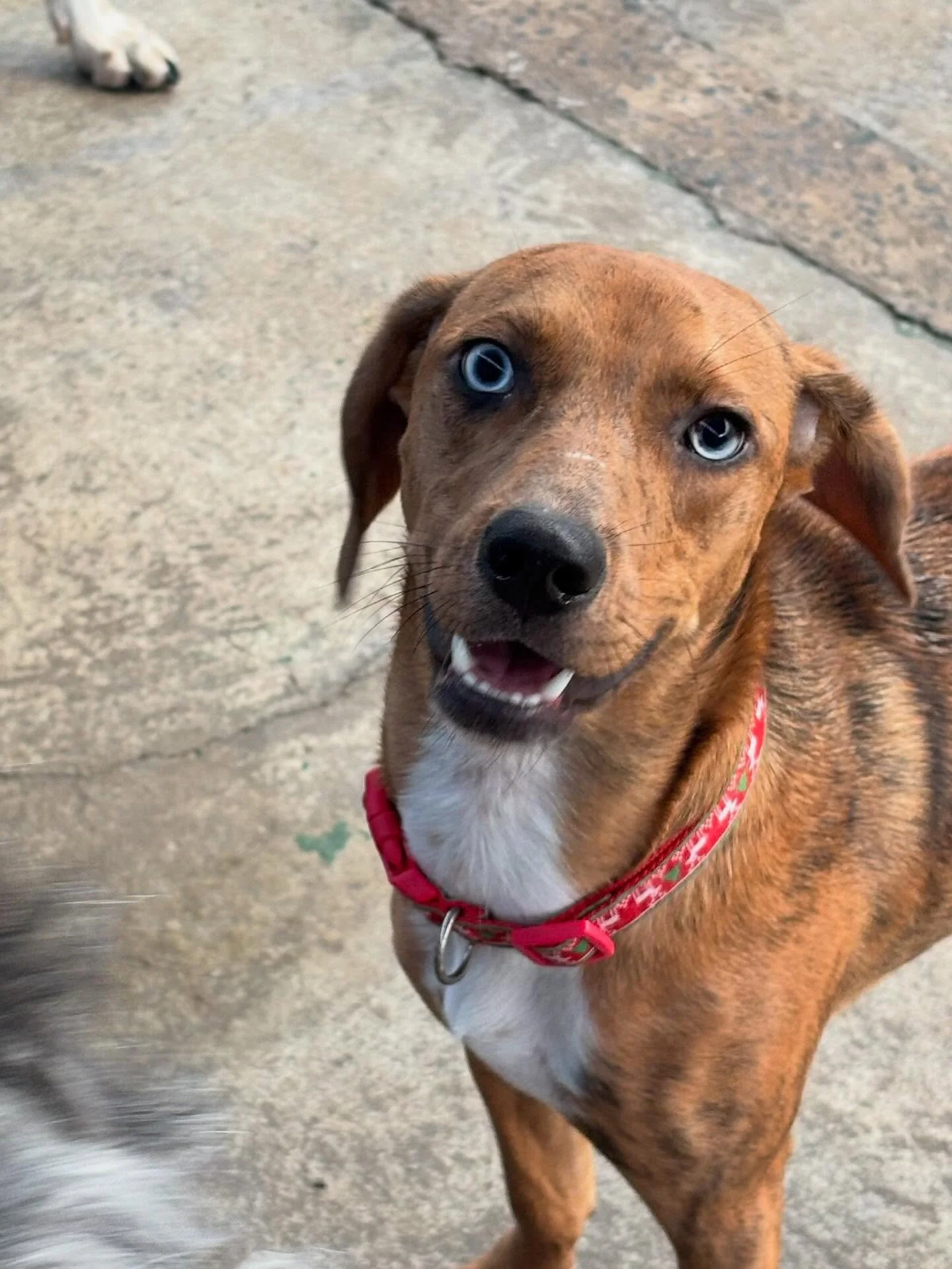 Dog of the Week: Luna!

Our sweet little Luna girl stole everyone&rsquo;s hearts this weekend. She was a last minute boarder and became everyone&rsquo;s favorite playmate in no time. Those brilliant blue eyes and her cuddly puppy energy have all of u