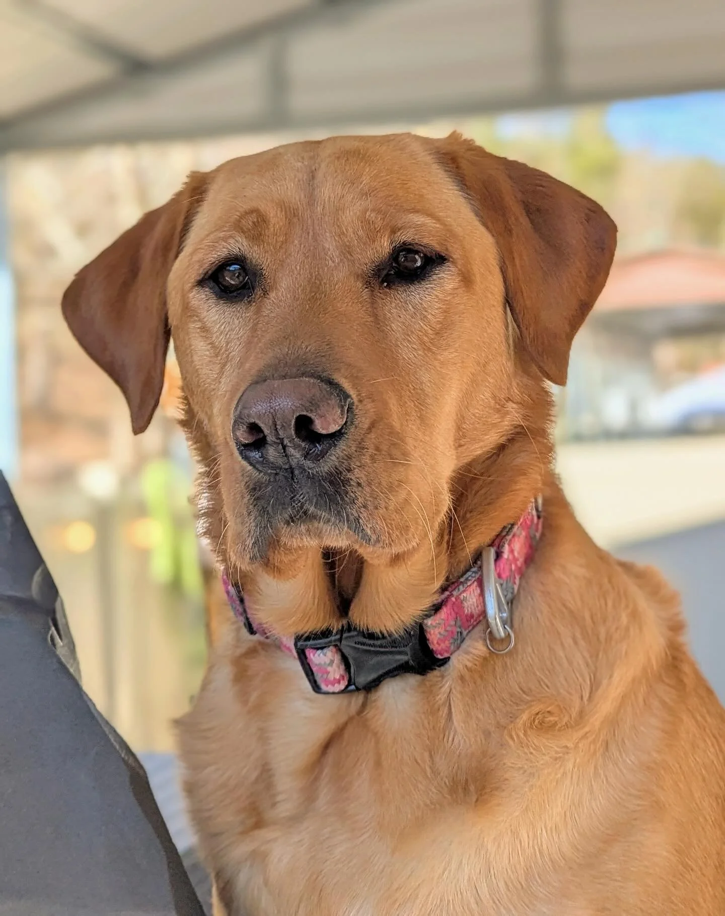 Dog of the Week is our girl Nellee!!! We call her OG Nellee because she has truly been here forever and has become a beloved weekly daycare regular. She&rsquo;s everyone&rsquo;s favorite cuddle buddy and is known for giving the sloppiest face kisses 