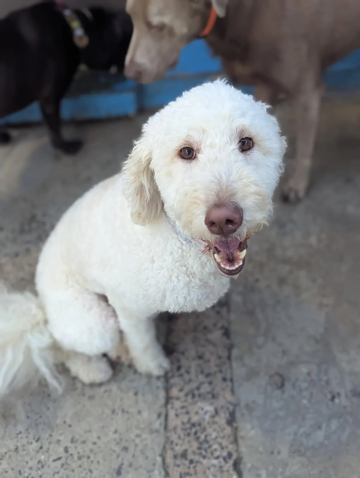 Another happy day at BarkMore Park! Our pups are living their best lives with friends, fun, and all the tail wags. We love spending the day with your sweet fur babies! ❤️🐾

Hashtags:
#BarkMorePark #DogDaycare #AshevilleDogs #HappyPups #DogLife #Pupp