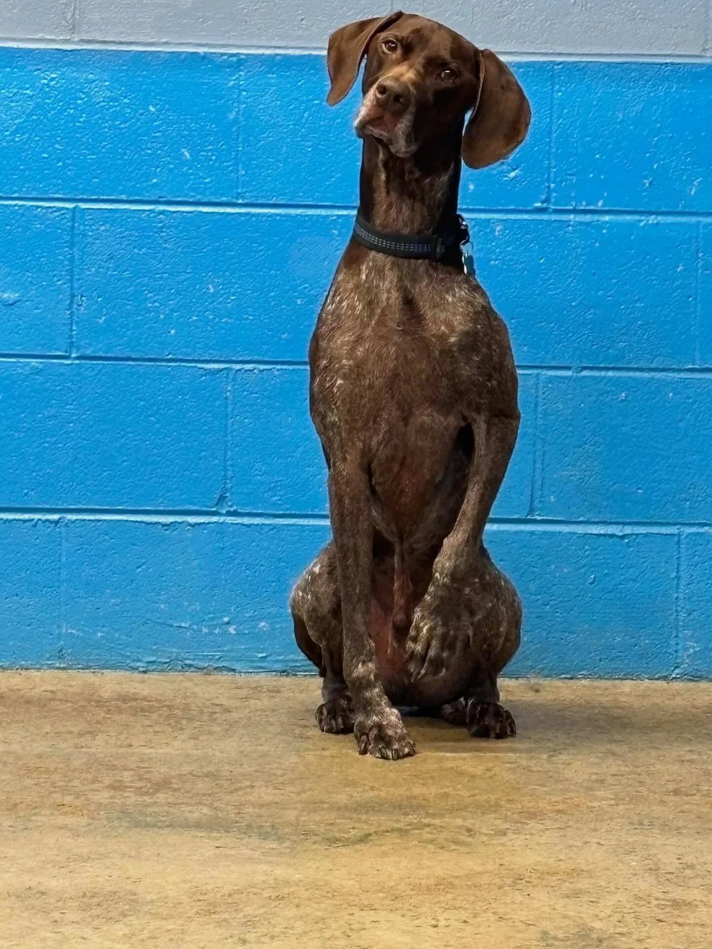 Dog of the Week is Brew!
Our sweet, docile boy who keeps things calm and cozy around here. He might be a little awkward, but that just makes him even more lovable 😂 We adore this gentle soul and all his soft, silly moments.

#DogOfTheWeek #BarkMoreP