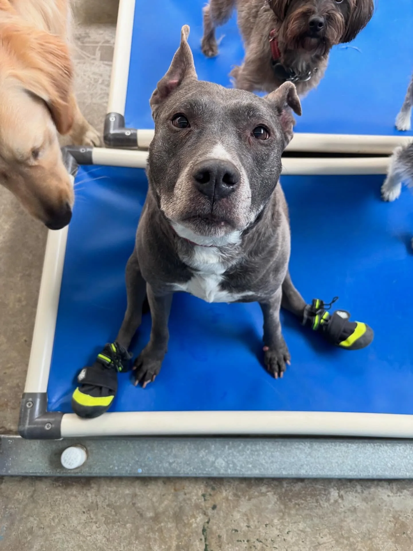 ✨ Dog of the Week ✨
Meet Kaiya! This sweet senior gal has the biggest heart. She&rsquo;s not the biggest fan of her boots&hellip; but her favorite snack? Her own feet 😂 The last photo is of her and her brother 🩷