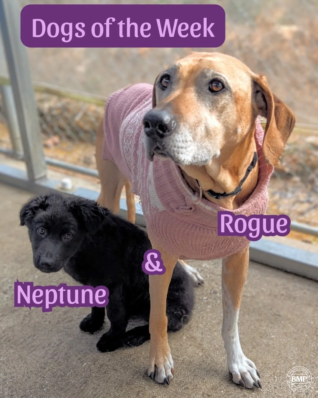 Dogs of the week are&hellip; Neptune and Rogue!!!

Neptune is a sweet (but crazy) 3 month old puppy. She loves to play all day, but when it&rsquo;s lunch time nobody better get in her way!

Rogue, her calm and sweet older sister. This Rhodesian Ridge
