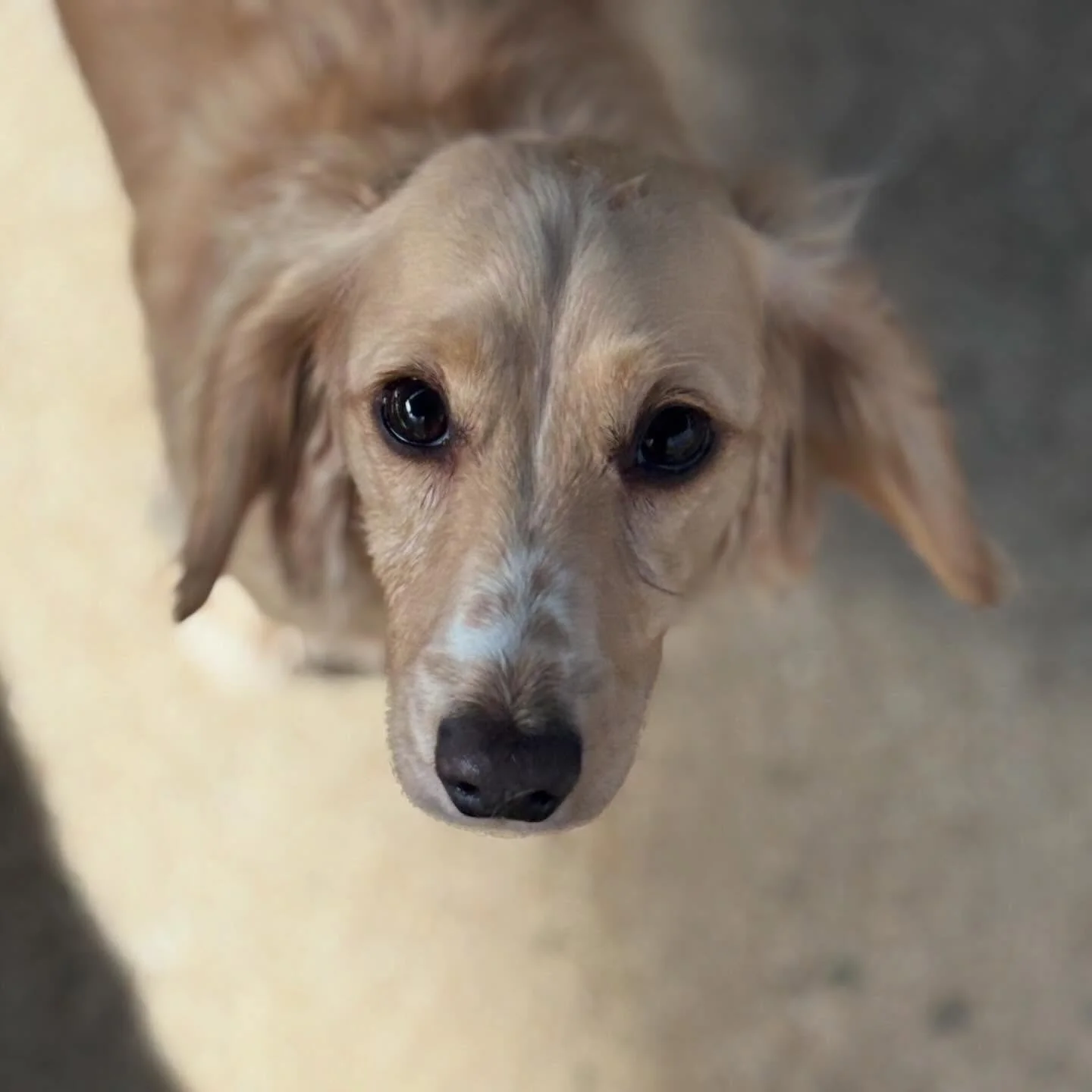 🐾 Dog of the Week Bobby 🐾
Meet Bobby He&rsquo;s new this week and already stealing hearts seriously the cutest thing ever 💙 Super sweet and verrrry energetic Bobby loves being held just as much as he loves roughhousing with his buddies The perfect