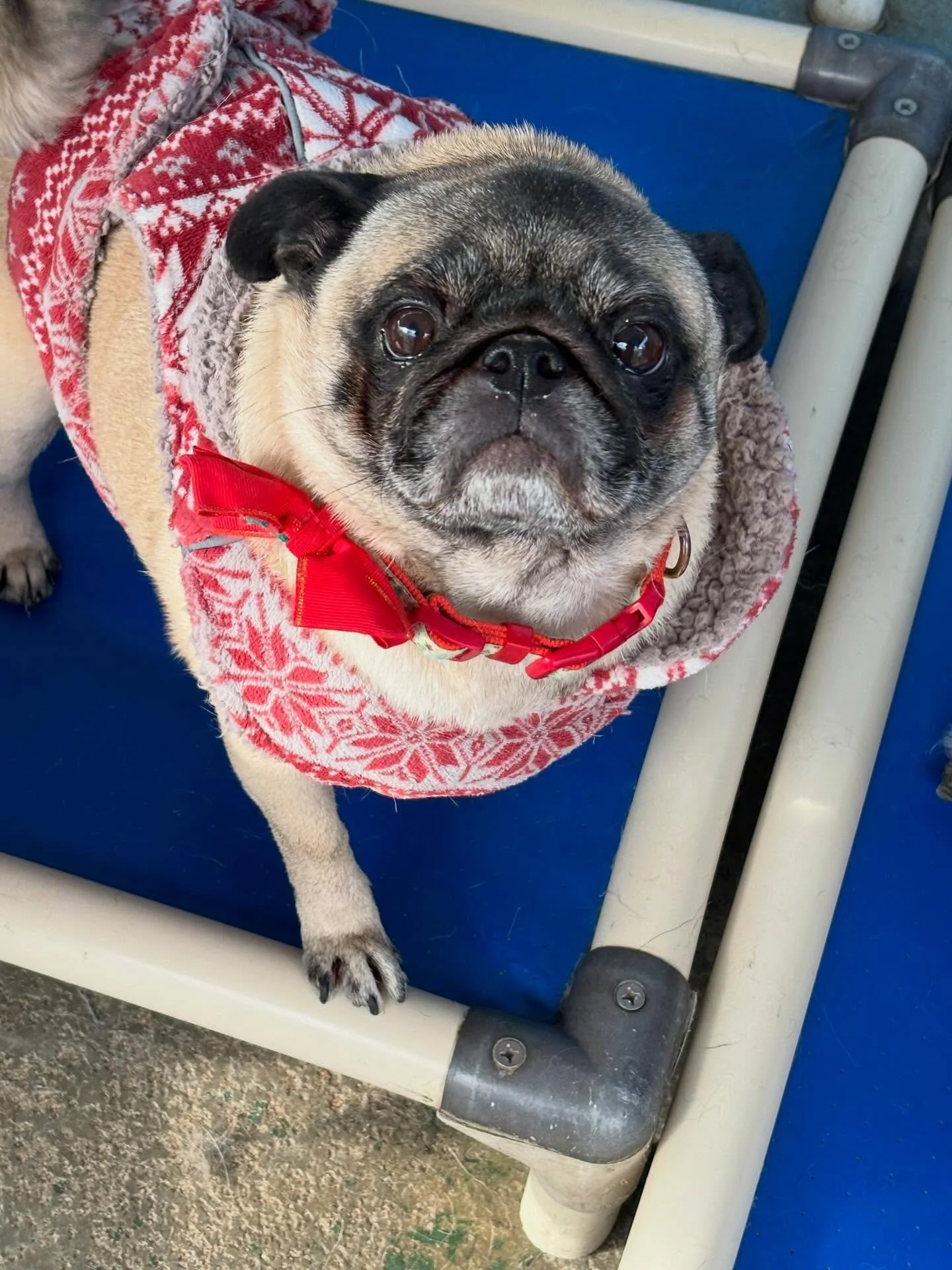 Sweater season is officially here at BMP!
Our pups came ready for the chilly weather in their cutest knits, looking very prepared for winter. Nothing better than warm noses, cozy sweaters, and lots of playtime ❄️🧡

#BarkMorePark #SweaterWeather #Coz