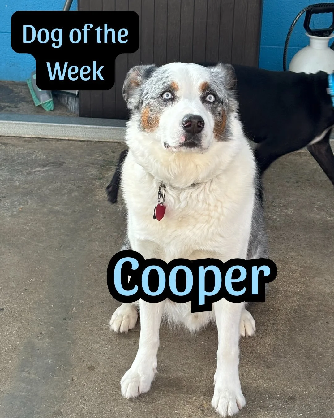 Dog of the Week is&hellip; Cooper!!! 
Our resident Aussie, he is a super silly guy who has a hard time keeping a smile of his face:) 
He gets the wriggles bad! As you can see from the blurry pics 😂
We also lovingly refer to him as our BMP Police Off