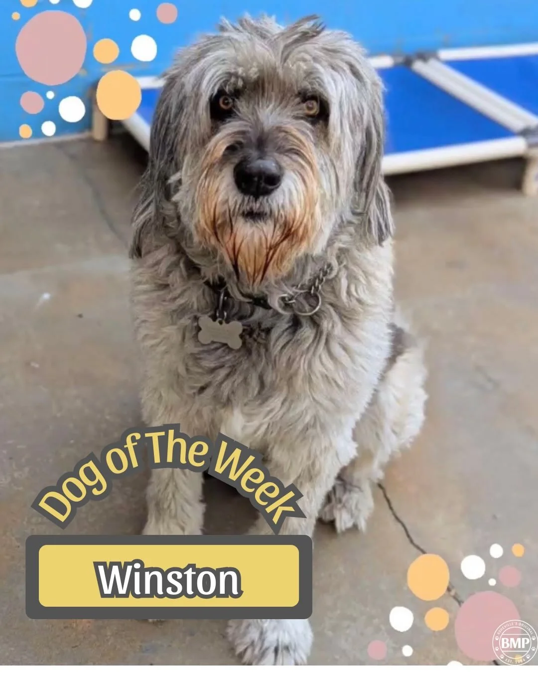 Dog of The Week is&hellip; Winston!!!

Winston is our one and only Carpathian Shepherd dog at BMP! 

This giant of a Shepherd walks like a protector, loves like a best friend&hellip; and naps like it&rsquo;s a full time job. 💤💛

You know what they 