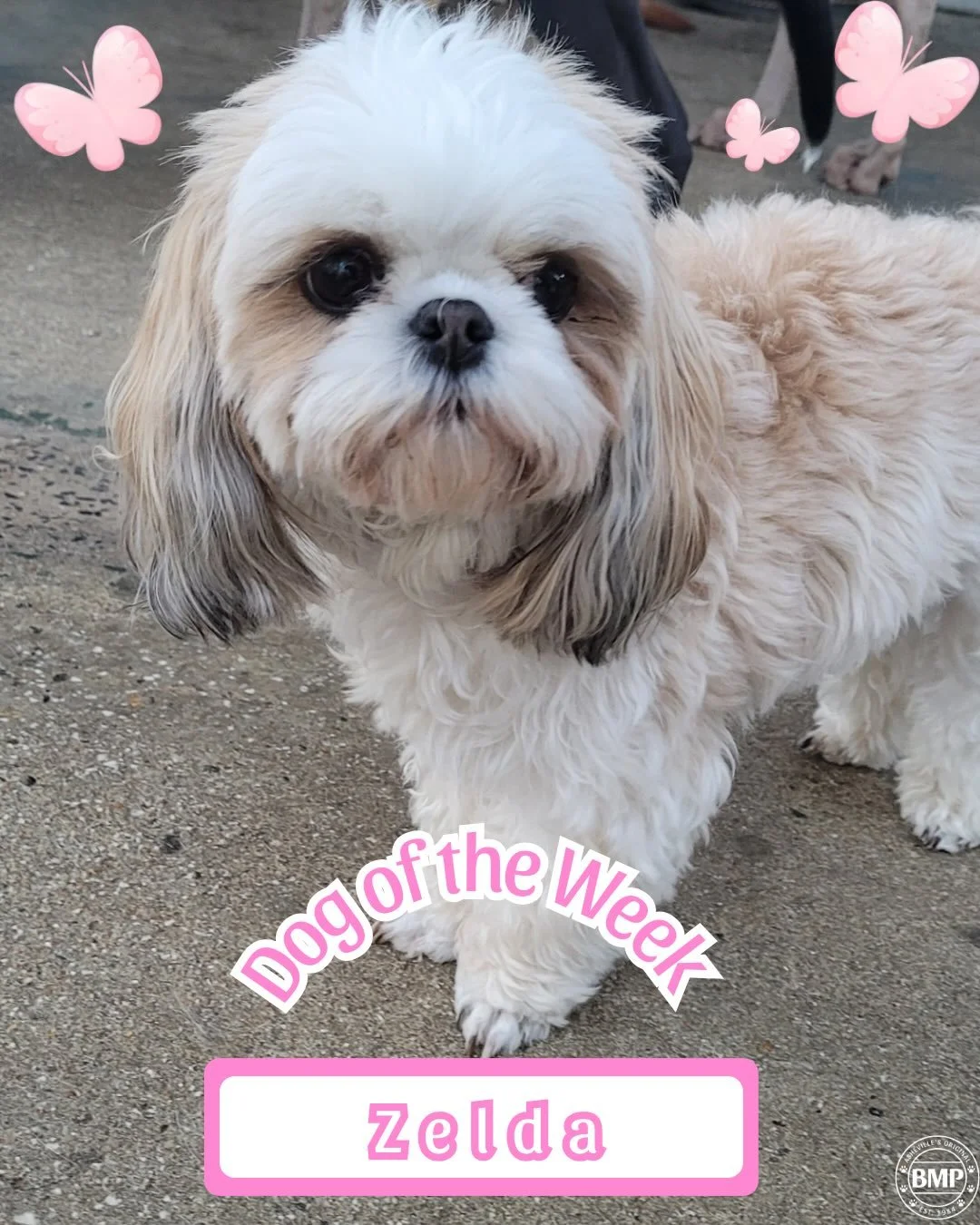 Dog of the Week is&hellip; Zelda!

Not only is she the cutest thing you&rsquo;ve ever seen, but she is also the sweetest🩷

She is our girliest babe at BMP, always seen in pink and has her lashes done 💅

#barkmorepark #dogoftheweek #doggiedaycare #w