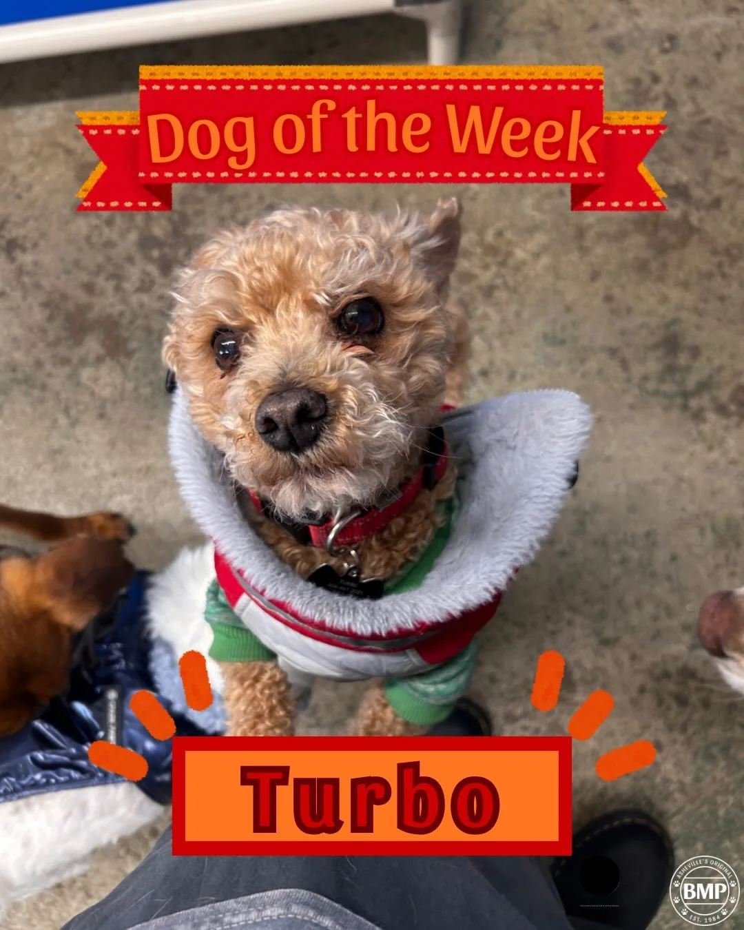 Dog of the Week is&hellip; Turbo! 

This chill dude is the sweetest little teddy bear at BMP.  He is always looking to cuddle up to someone🧸

His favorite thing ever will always be his green sweater! 

We have loved seeing him get more comfortable s