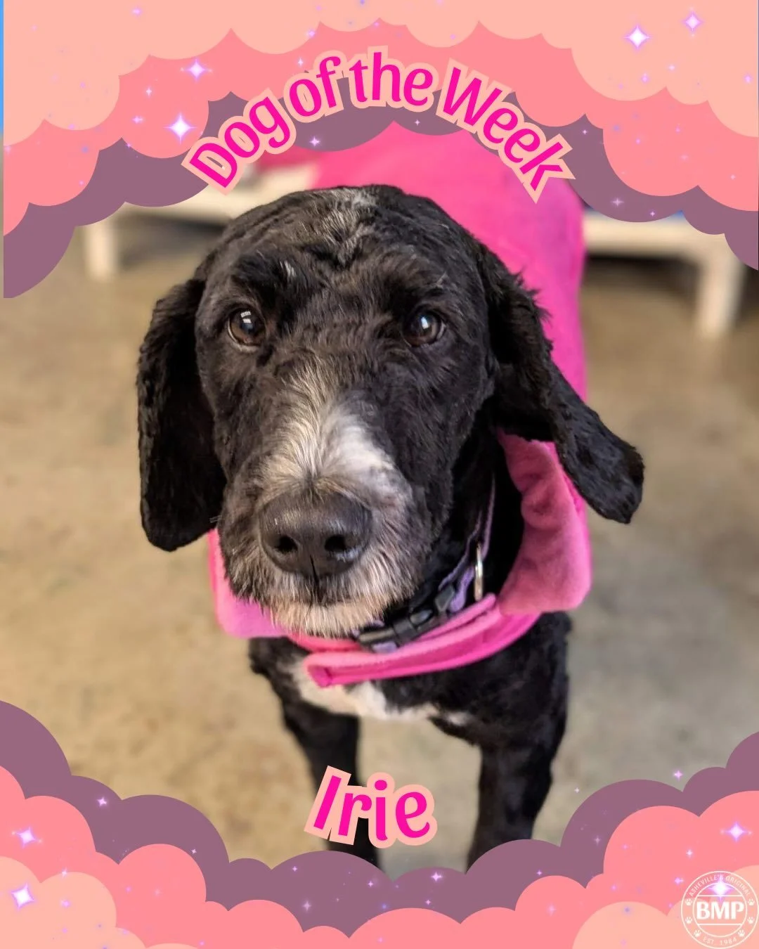 Dog of the Week is&hellip; Irie!!! 

Miss Irie is one of our regular daycare dogs, and is friends with everyone of our pups. 

If you&rsquo;re ever having trouble finding her, make sure you check the middle of our cuddle piles🥰

Don&rsquo;t let that