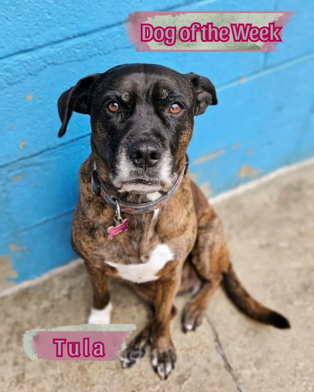 Dog of the Week is&hellip; Tula!!!🩶💕

Tula has become one of our favorite Daycare regulars. 
She is a sweet, sleepy soul living her best life🩶
She is a friend and nap buddy to all:)

#dogoftheweek #barkmorepark #ashevillenc #pittylove
