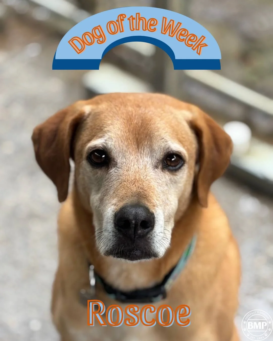 Dog of the Week is... Roscoe!!!

We were shocked to realize Roscoe Baby hasn&rsquo;t already been featured as Dog of the Week.

He has been coming to Barkmore Park as a Daycare regular for years now🧡💙

His favorite hobby is to put as many of the ot