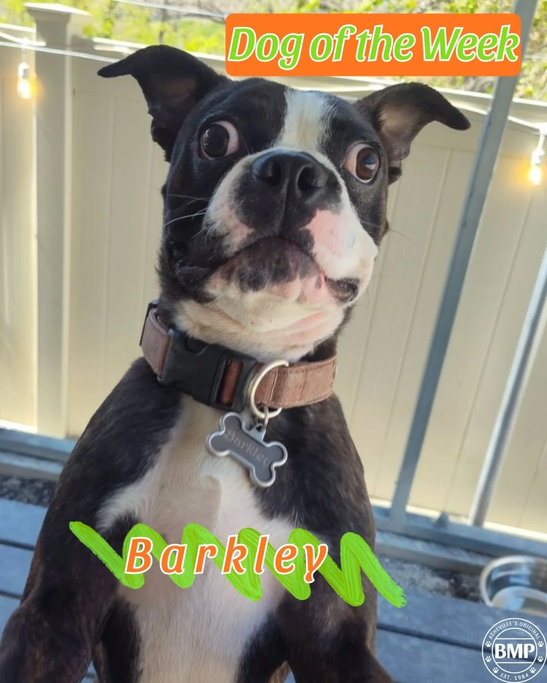 Dog of the Week is... Barkley!

He is a crazy, wild, and sweet Boston Terrier that has been one of our Daycare regulars for a couple of months now.

We (the doggies and the people) all love getting to play with him, and he LOVES to play.
The rare tim