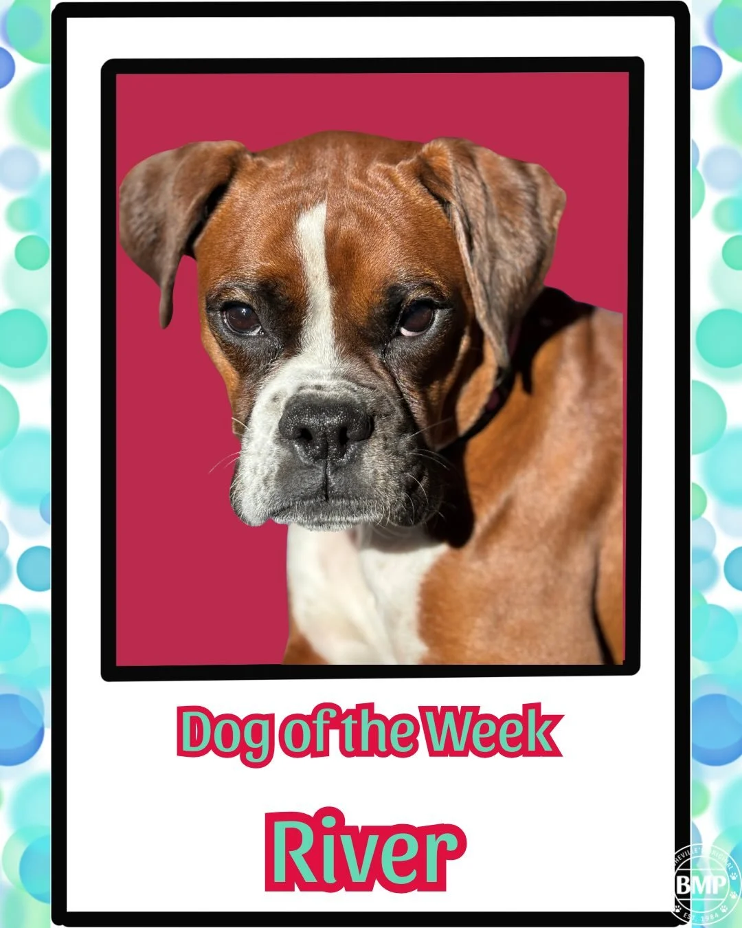 Dog of the Week is&hellip; River!!!💕🩵

The sweetest girl EVER!!! She is always looking up at you with the sweetest pouty Boxer face. 

We love this pint sized boxer so much 💕

#boxer #ashevillenc #barkmorepark #doggydaycare