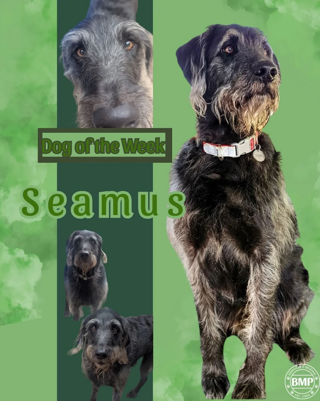Dog of the Week is&hellip; Seamus!!!💚

When Seamus isn&rsquo;t posing majestically, he is a total goofball!

He&rsquo;s always down for a good cuddle and nap 💤 

We love getting to hand with this Wolfhound mix😊

#doggydaycare #barkmorepark #ashevi
