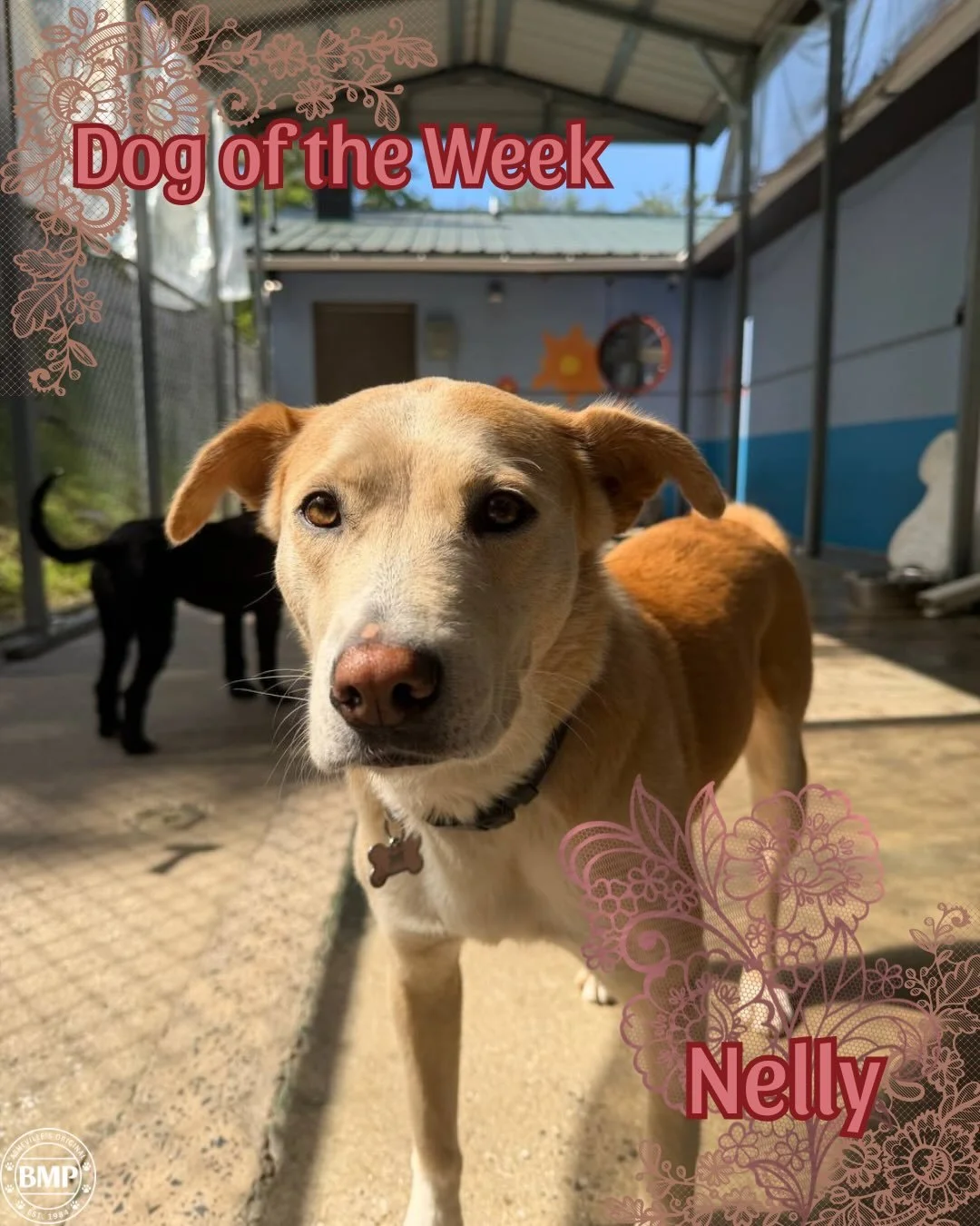 Dog of the Week is&hellip; Nelly!!! 💕

She was the shyest girl when she first started with us, but has made strides! 
She is everyone&rsquo;s bestie:) 

She plays alllll day long, with the occasional cat nap 😉

#dogoftheweek #huskymix #doggydaycare