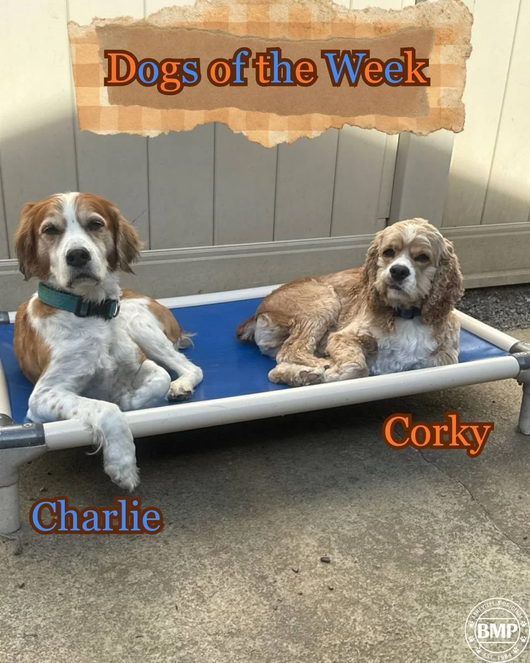 Dogs of the Week are&hellip; Charlie and Corky!!!💙🧡

These hyper boys have been with BMP for a couple of years now. They are the best of brothers and friends!

They are always down to squeeze as many pups as they can onto one cot 😂 

They just got