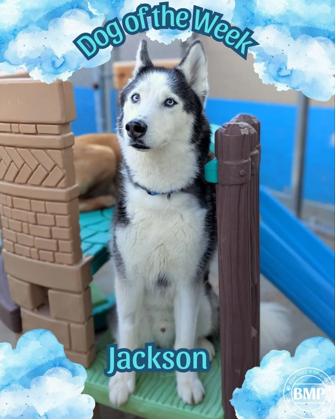 Dog of the Week is&hellip; Jackson!!! 

He is easily the silliest husky at BMP. 
His tongue is rarely inside of his mouth 🤪

We love getting to see this sweet old guy for daycare every week! 💙

#doggydaycare #husky #barkmorepark #ashevillenc