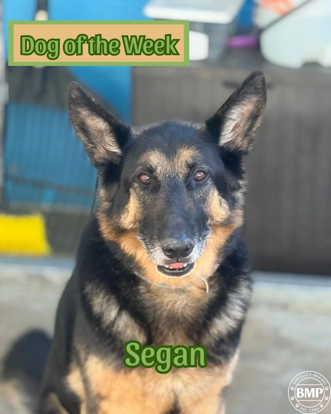 Dog of the Week is&hellip; Sagan!!!💚

He is a super silly Shepard that is always down for a silly pic🤪📸

We love having him come sleepover at BMP!

#bmp #ashevillenc #dogoftheweek