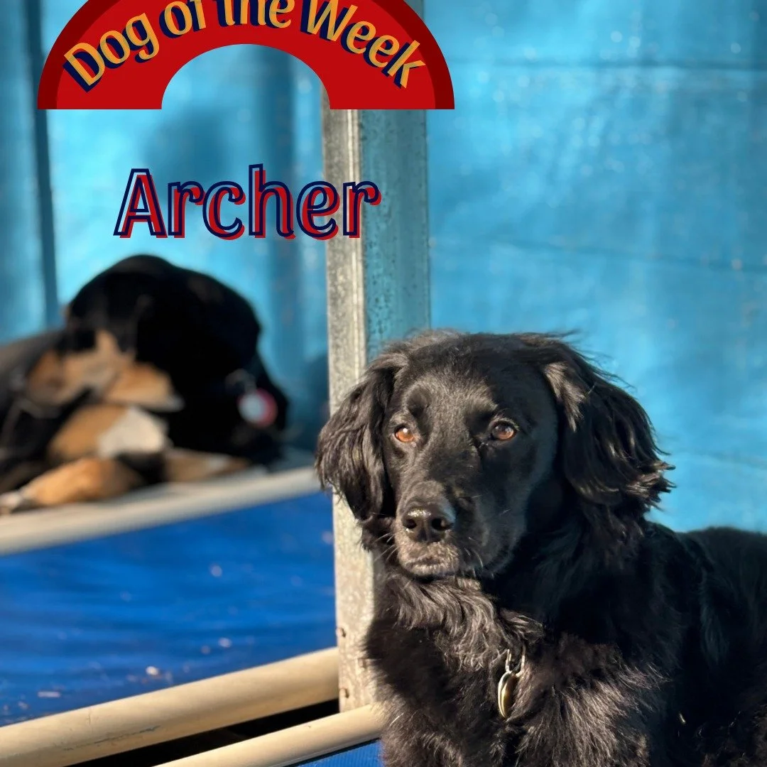 Dog of the Week is... Archer!!!

We love this sweet boy, he always brightens our day with a big grin :)
He often solo's daycare, but sometimes his big brother Howie joins the fun!